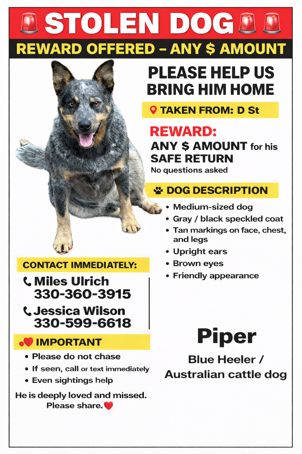 Lost Blue Heeler on D Street, 471