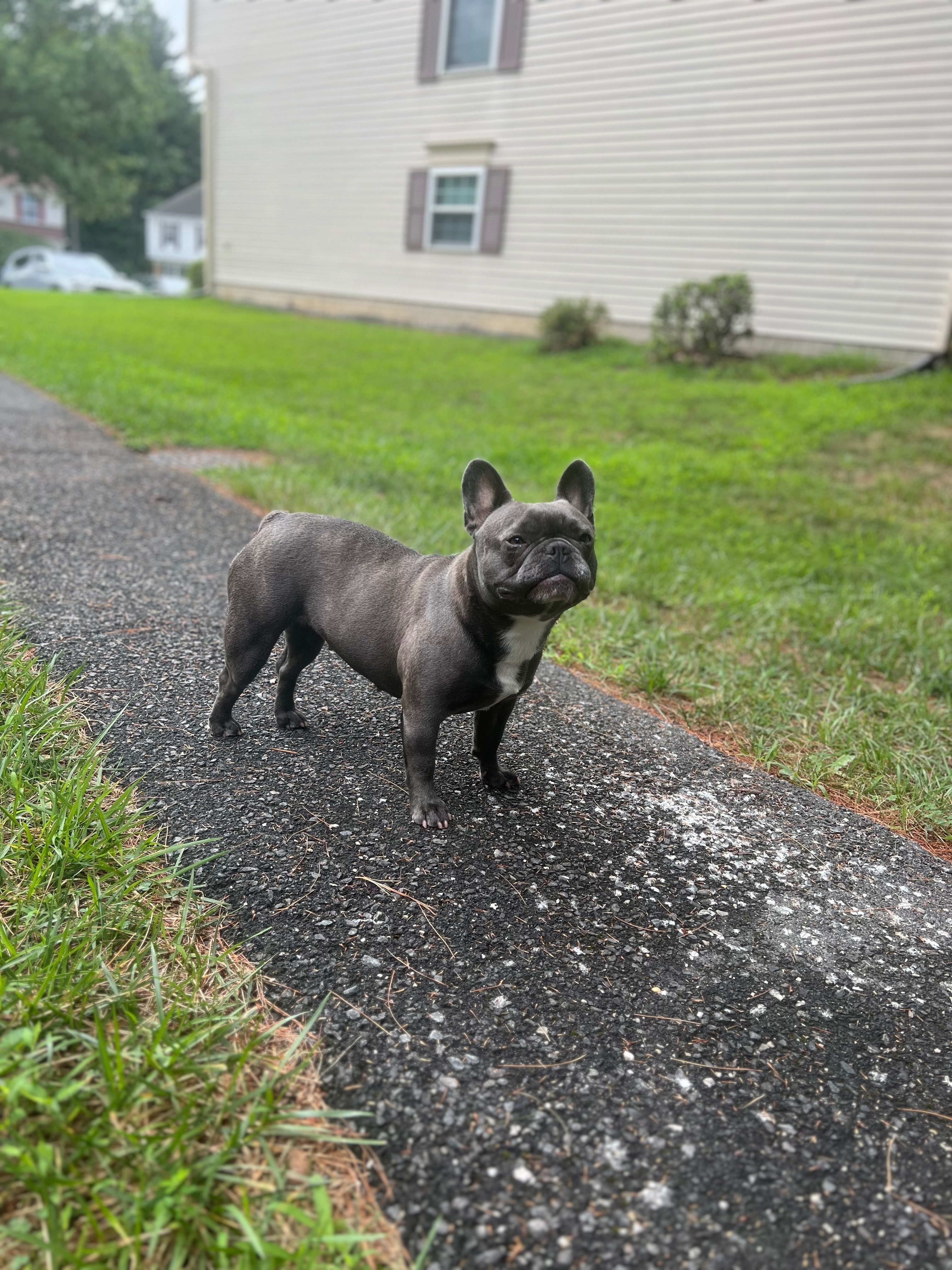 Lost Blue French Bulldog in Silver Spring