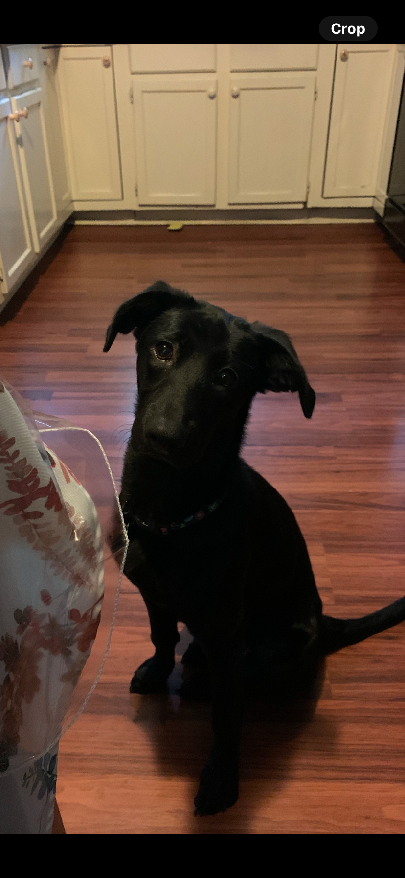 Help Find Luna: Lost Dog in Alexander