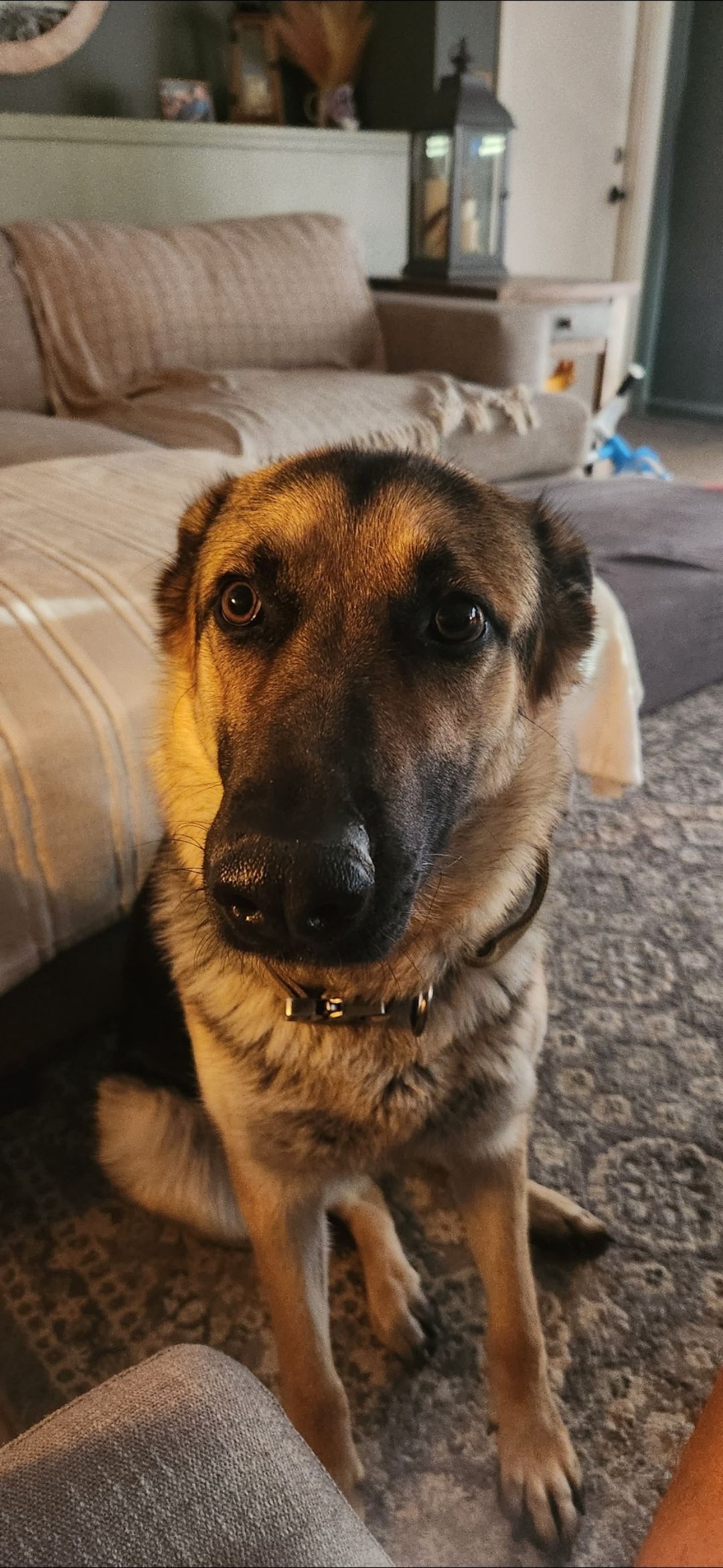 Lost Female Sheppard in Henderson Area