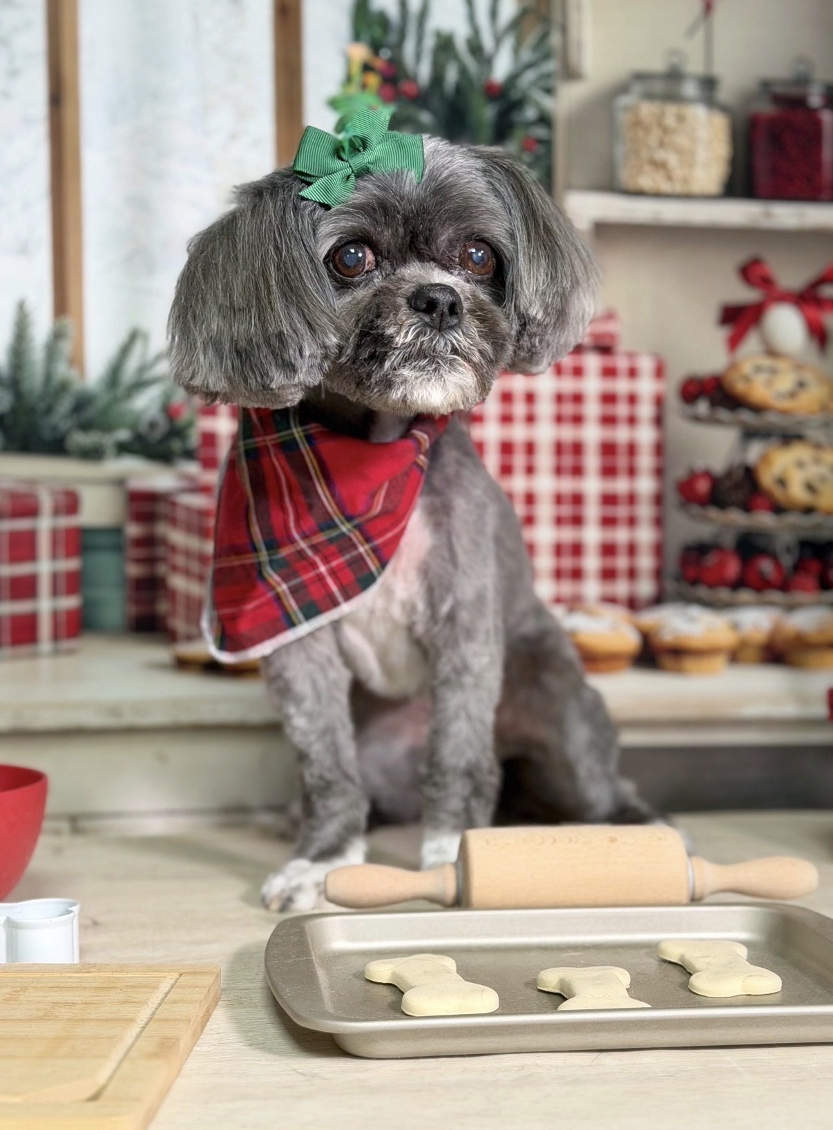 Lost Gray Shih-Poo: Pink Sweater Alert!