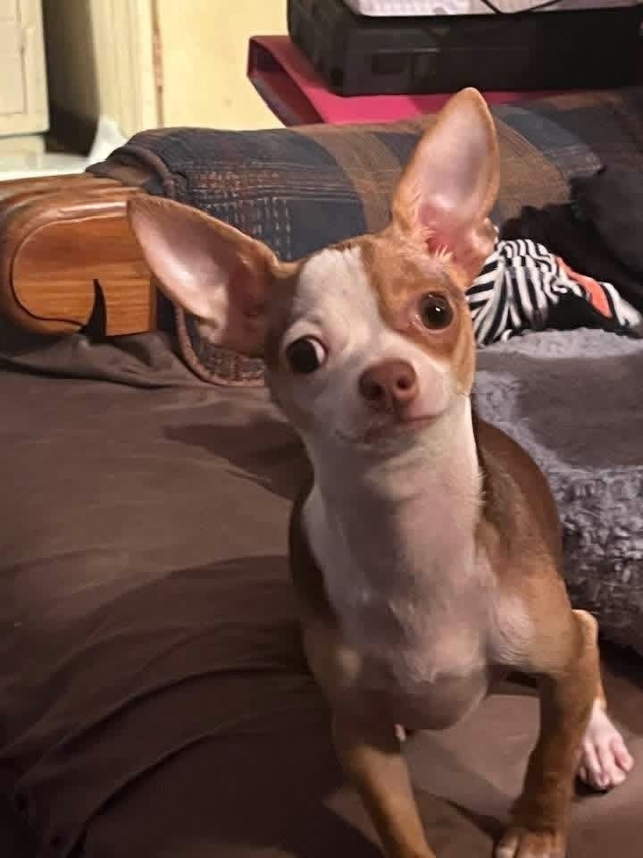 Help Find Charlie: Lost Chihuahua