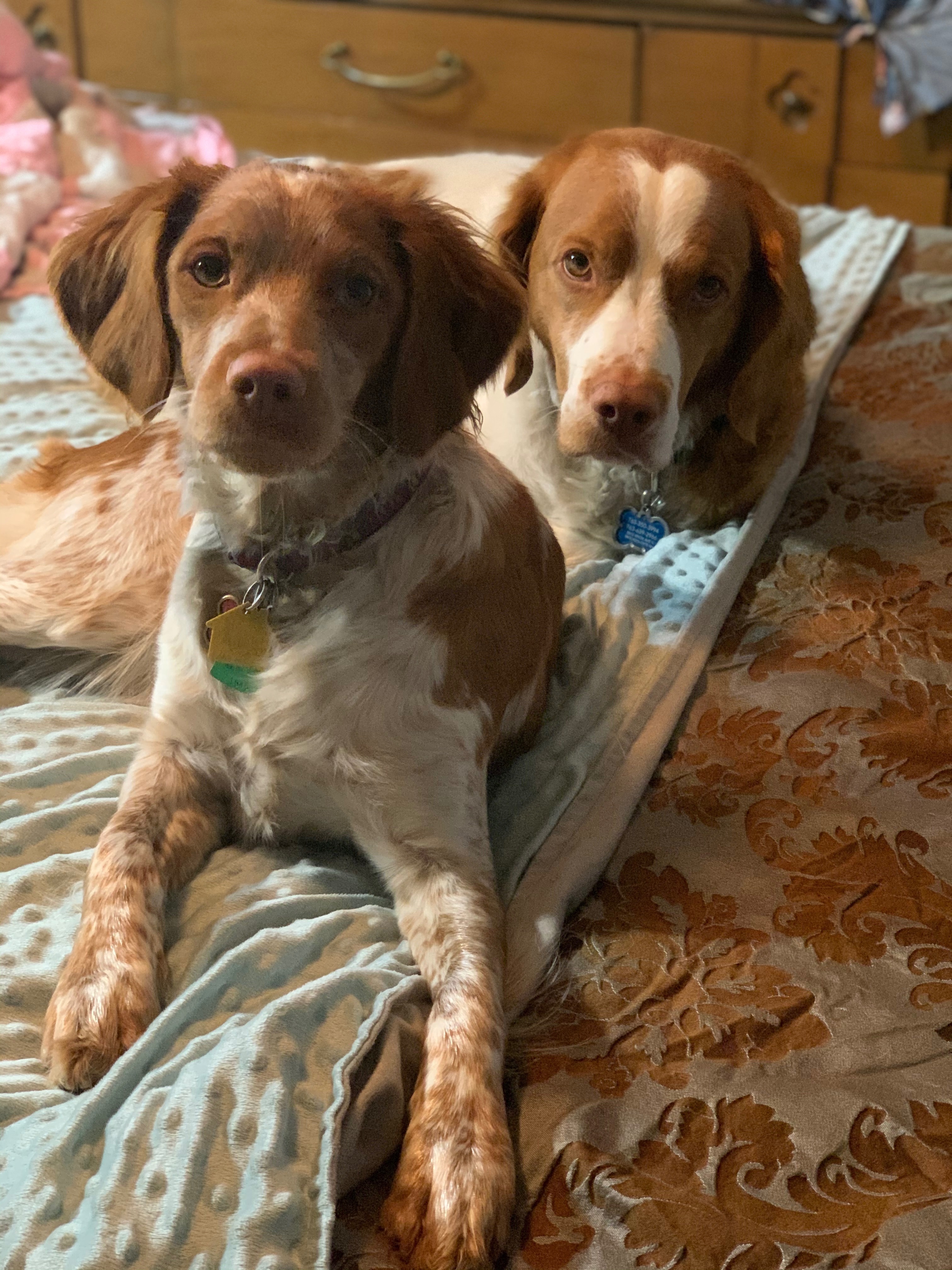 Lost Dog: Orange & White, Knox Ave N