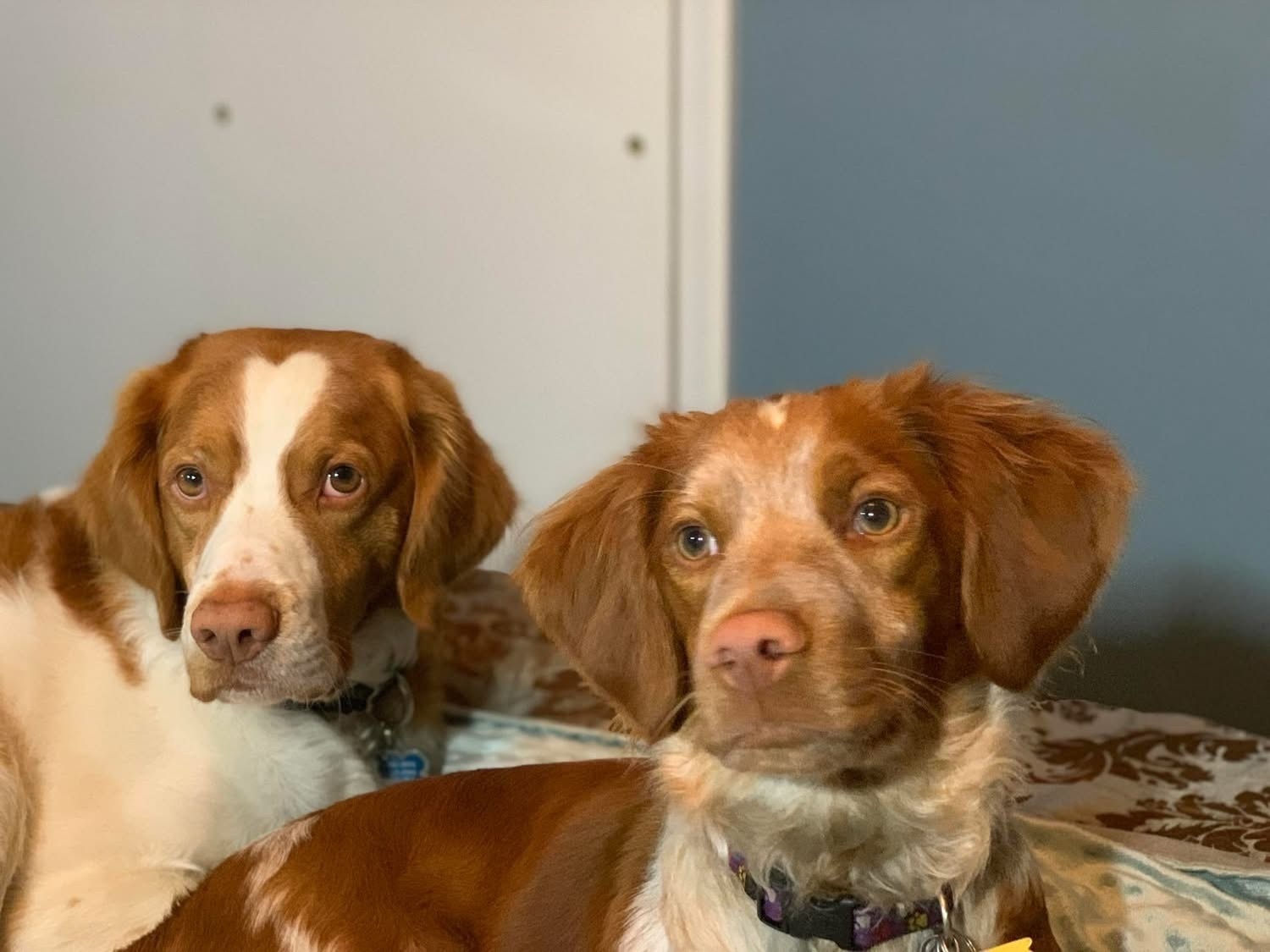 Lost Dogs: Arrow & Dottie in Minneapolis