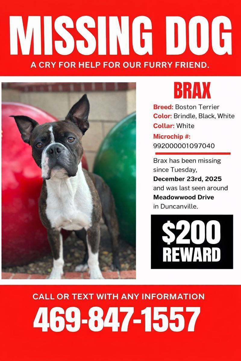Lost Boston Terrier: Friendly Brax Missing