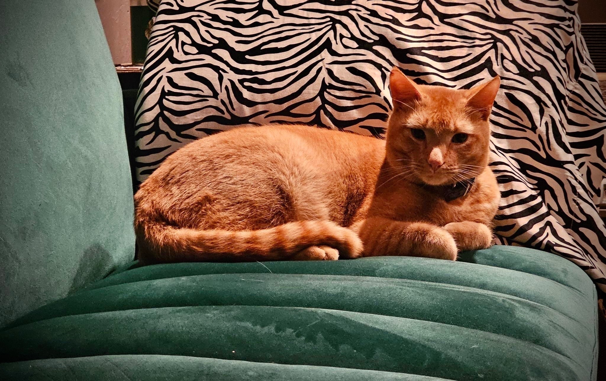 Lost Cat: Sweet Boy with Red Bow Tie