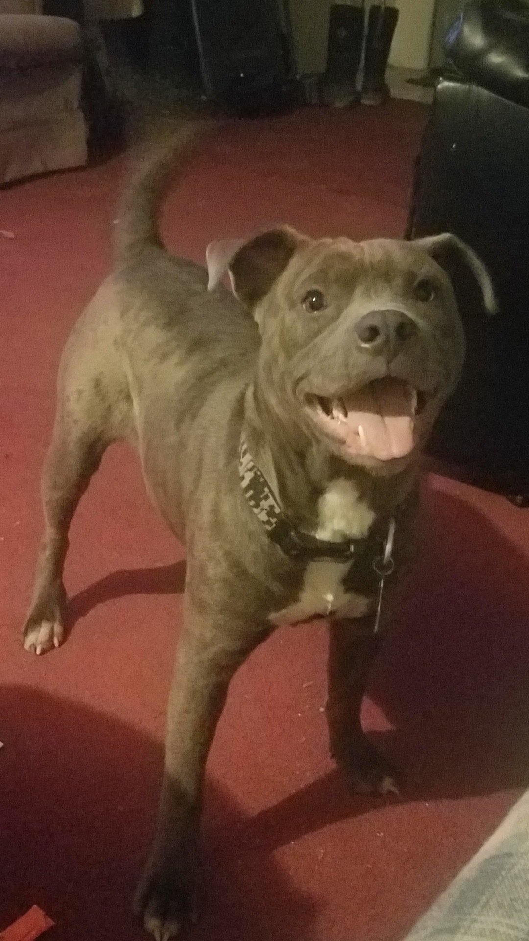 Lost dog, Mount Hope