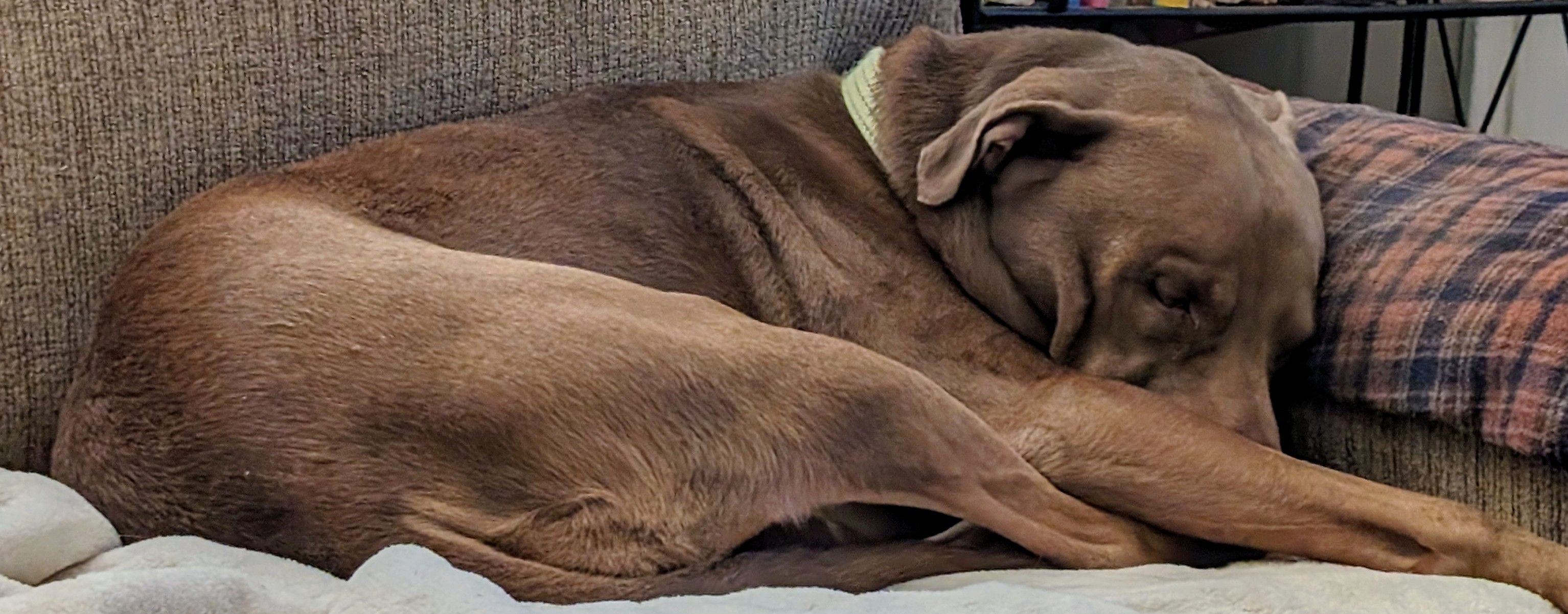 Lost dog, New Brighton