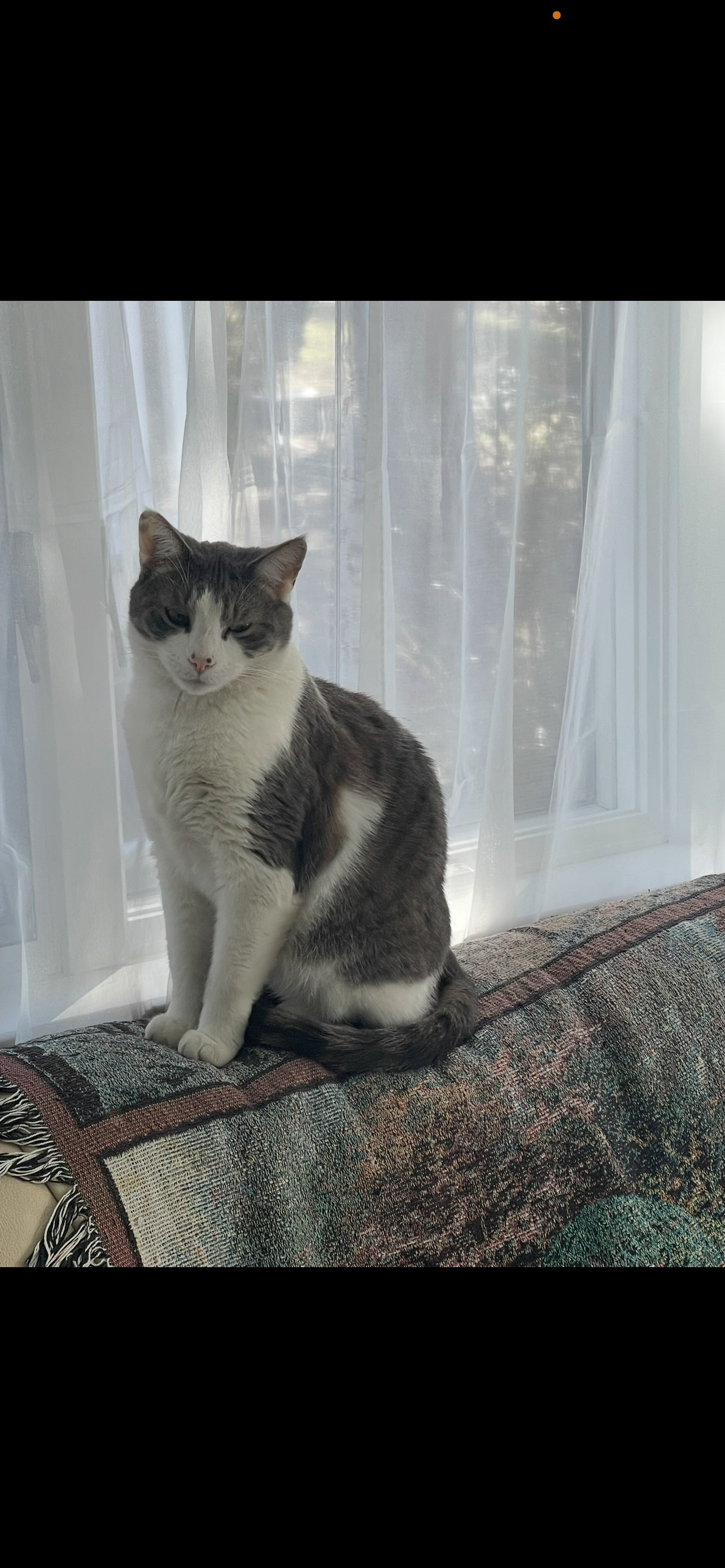 Lost Cat with Cone - Clove Rd, New Rochelle