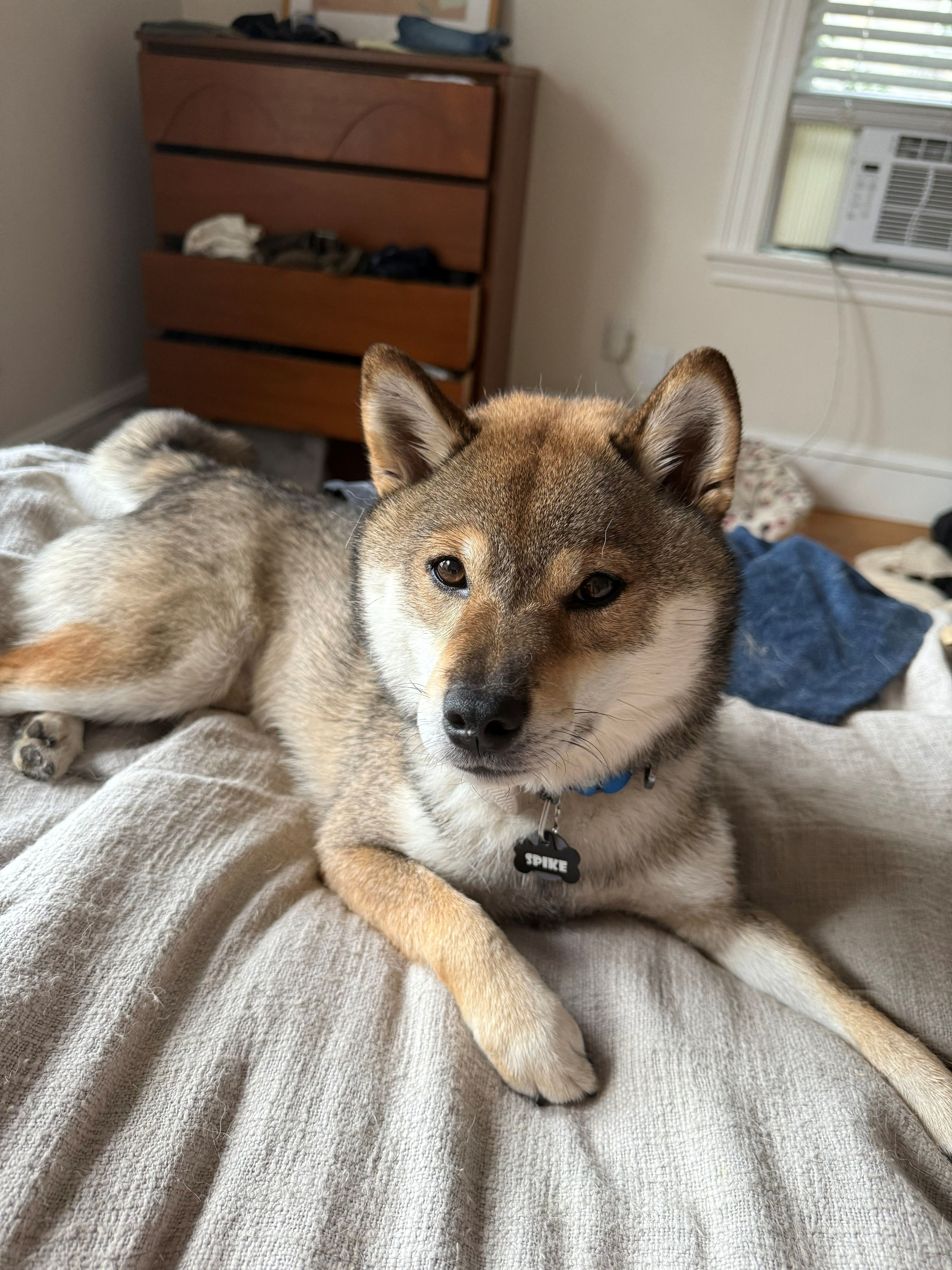 Lost Shiba Inu: Brown/Black, Blue Collar