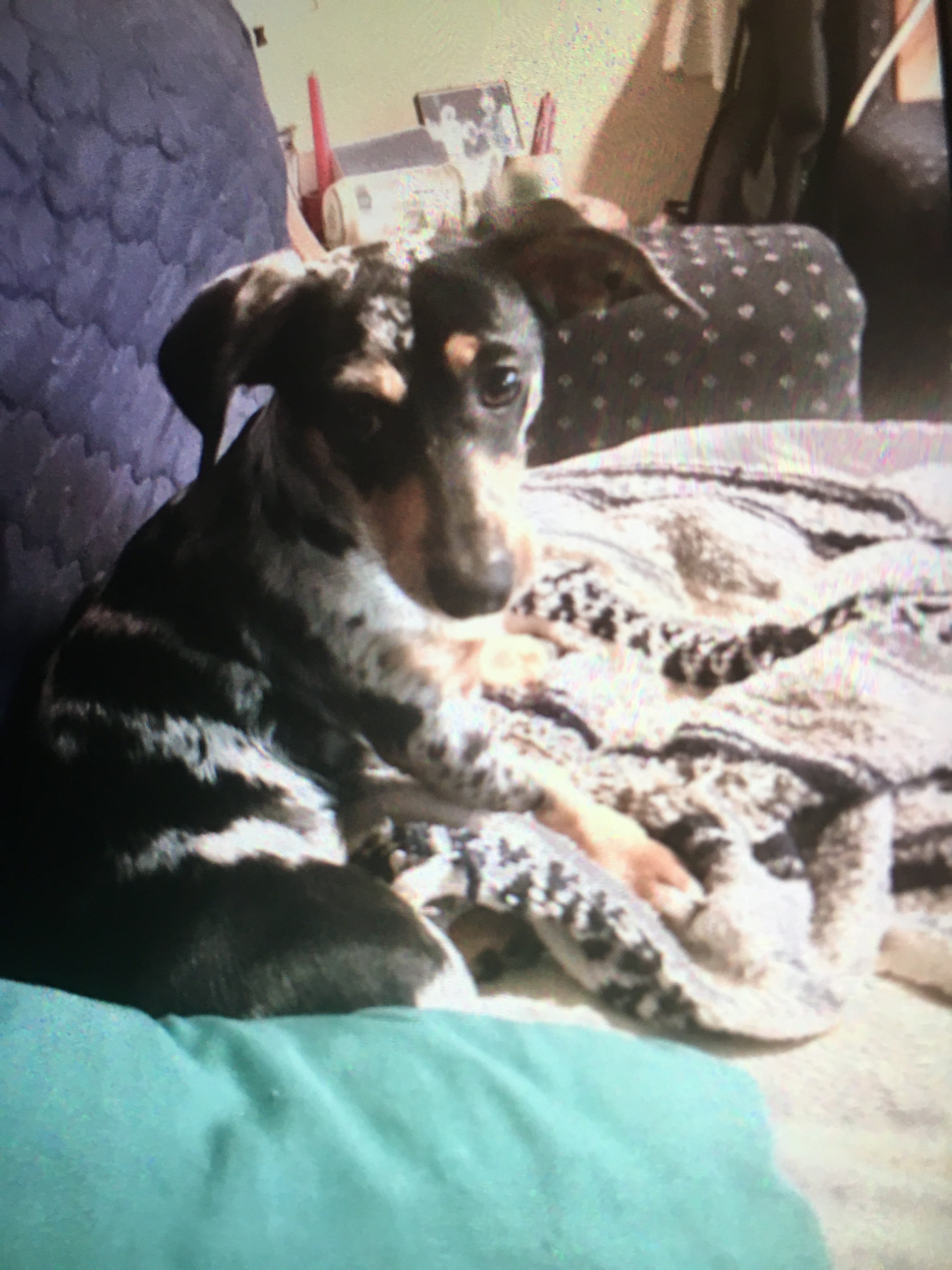 Lost Dog on Mc Quaig St: Blue Collar