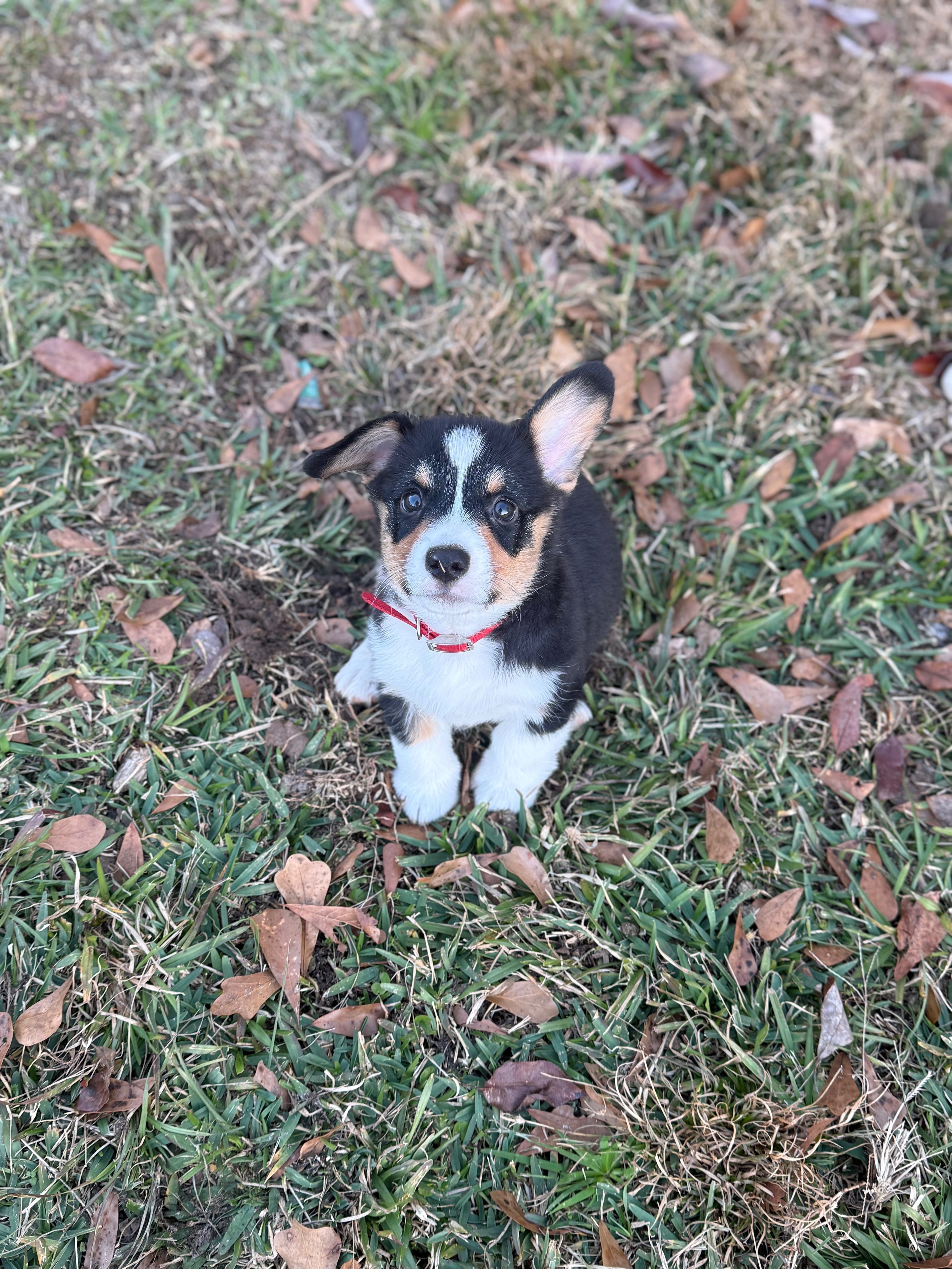 Lost Puppy: Red Collar in Saucier, MS