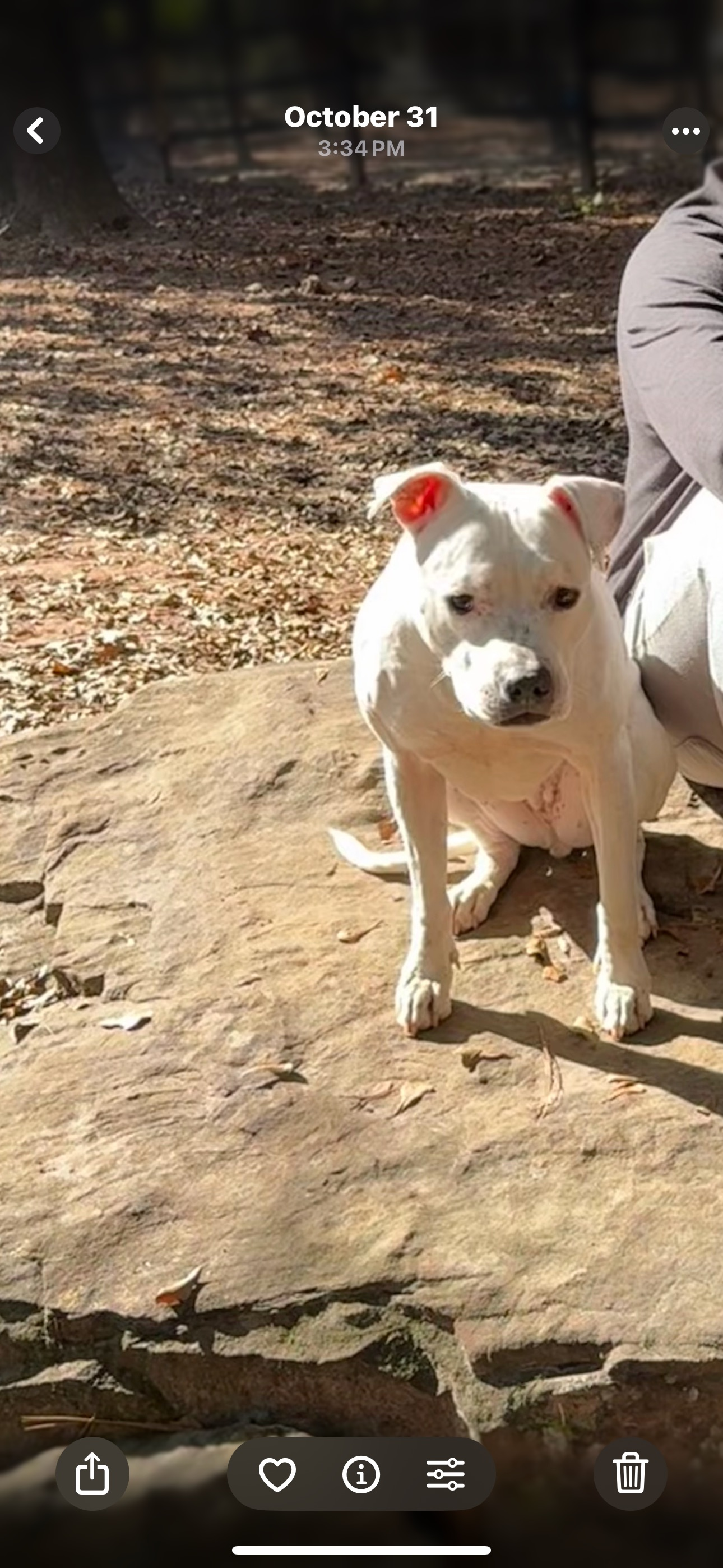 Lost Dogs: Boxer & Doodle Mix in GA