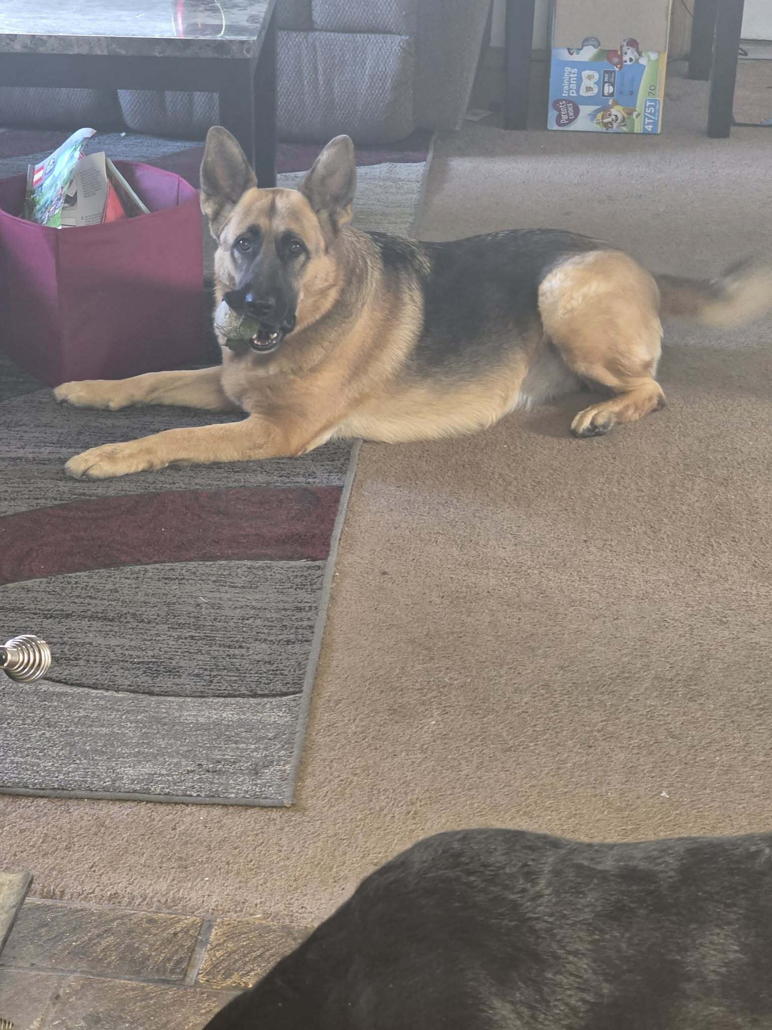 Lost German Shepherd on Laverne Ave