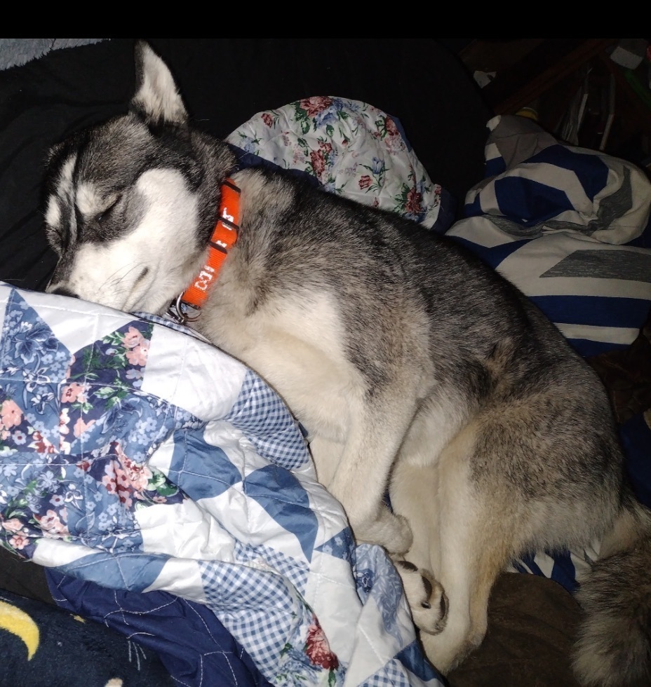 Lost Houdini Dog: Help Bring Her Home!