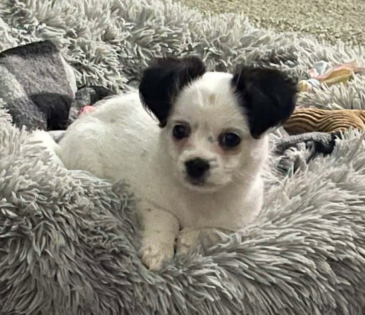 Lost Dog in Harrisburg: Regina St 1932