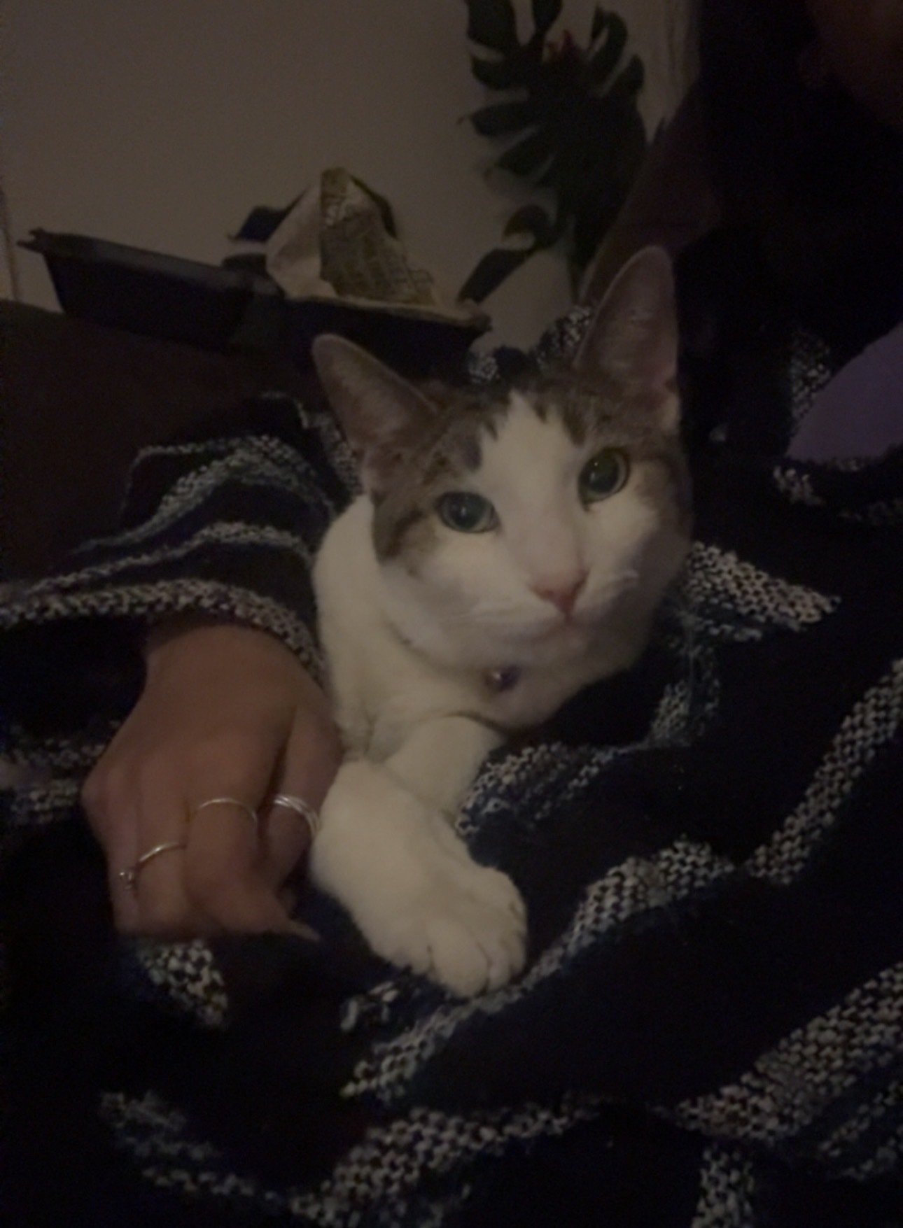 Lost Sweet Cat: White/Brown, West Elm St