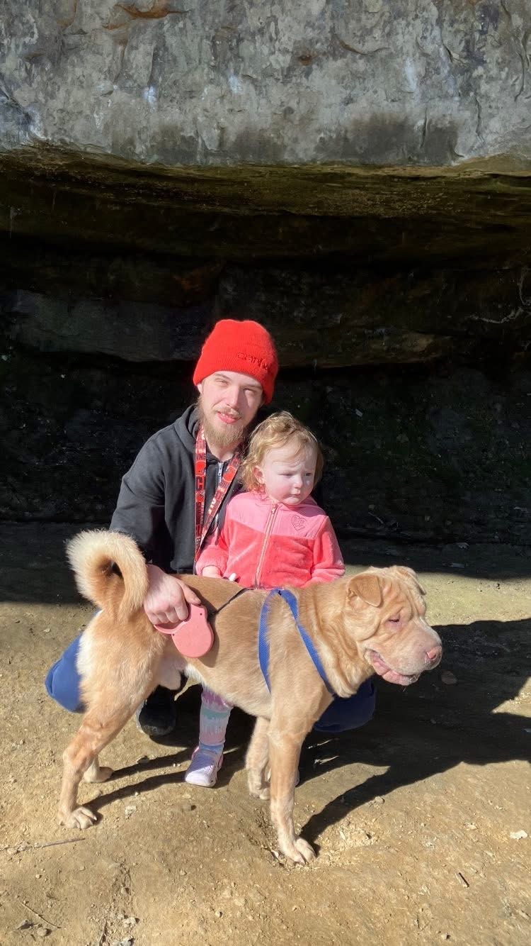 Lost Shar-Pei: Tan, Dark Collar, Akron