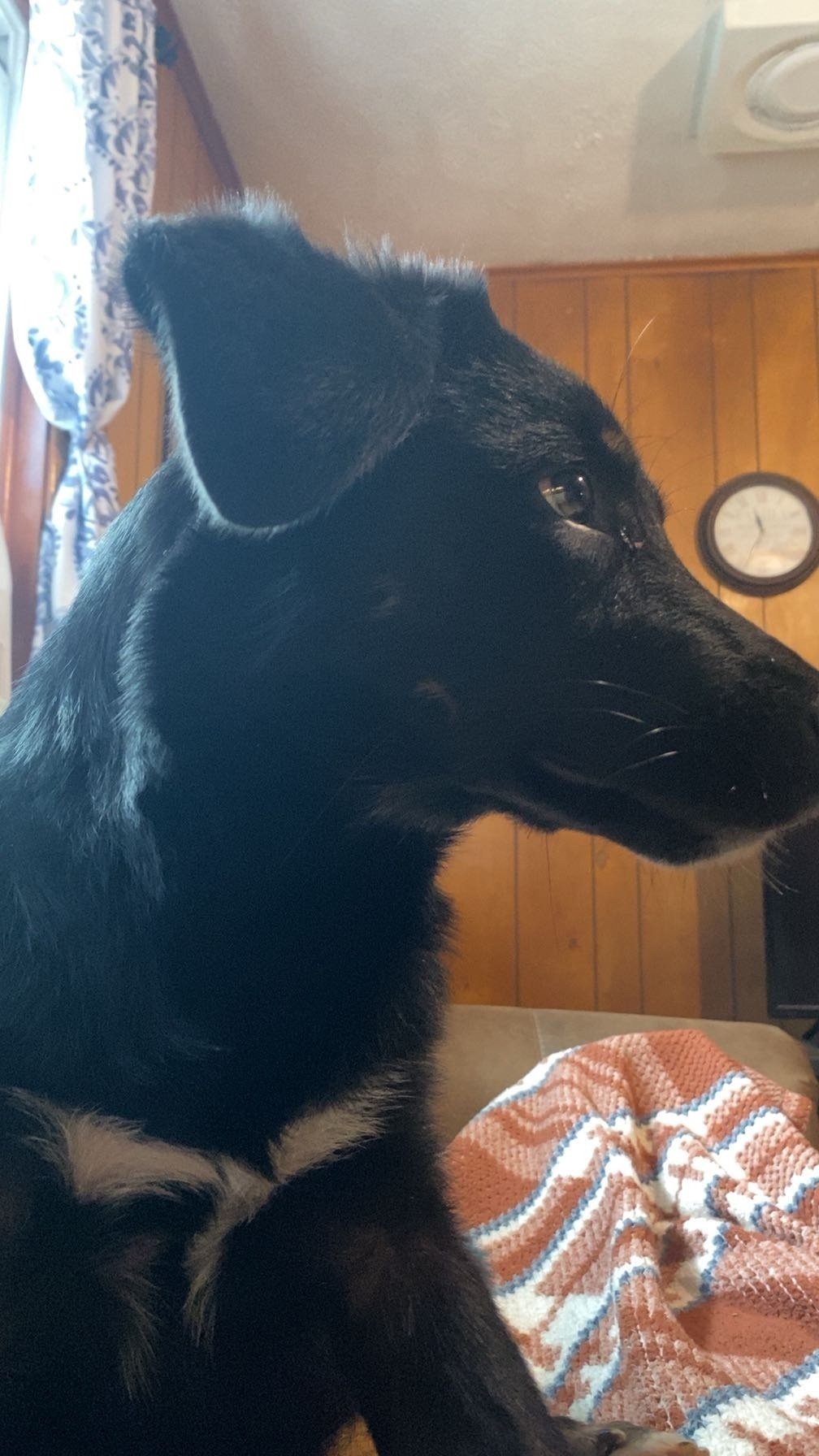 Lost Dog: Black with Unique Brown Spots