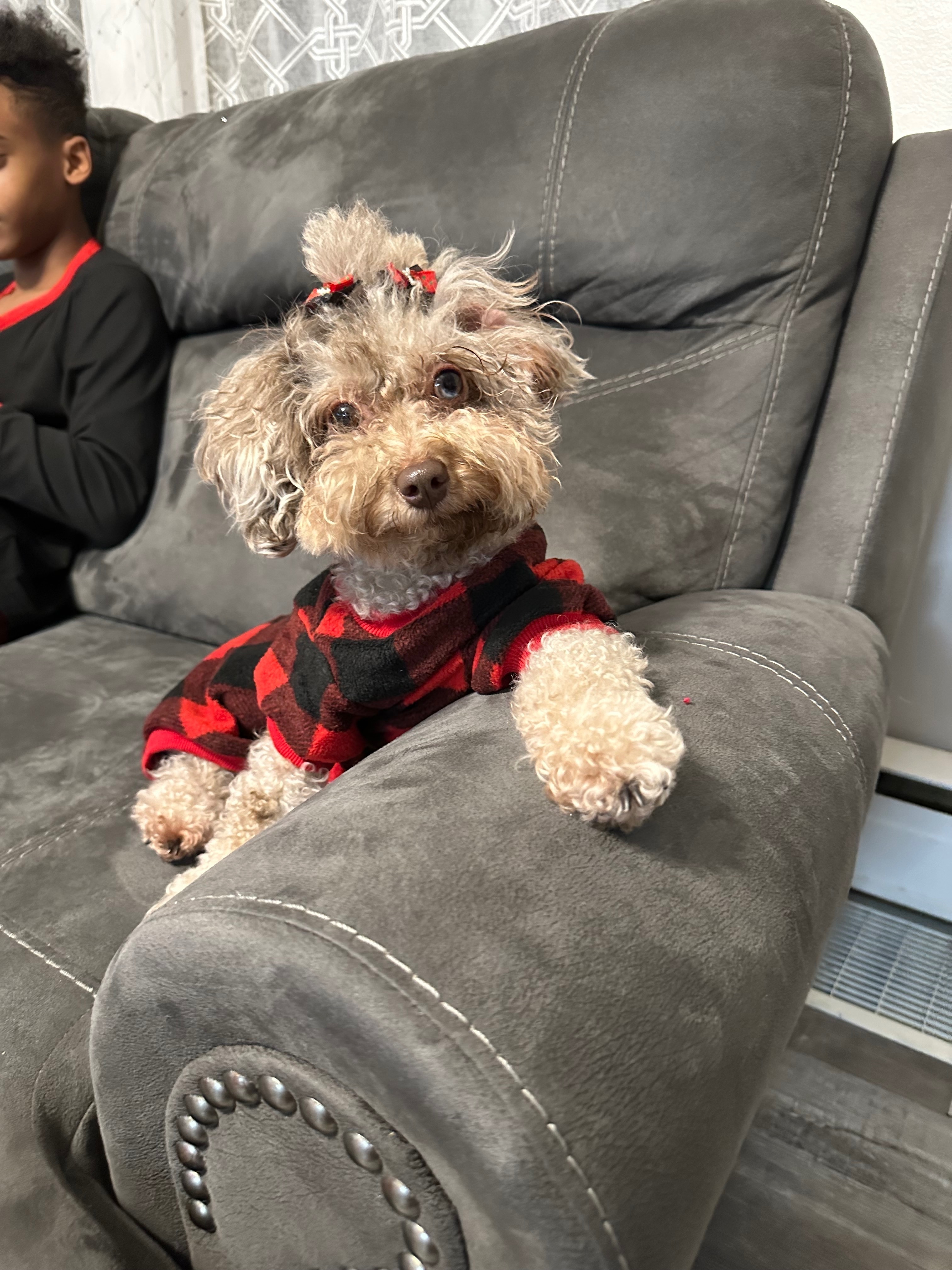 Lost Tan Mini Poodle in Dover, DE