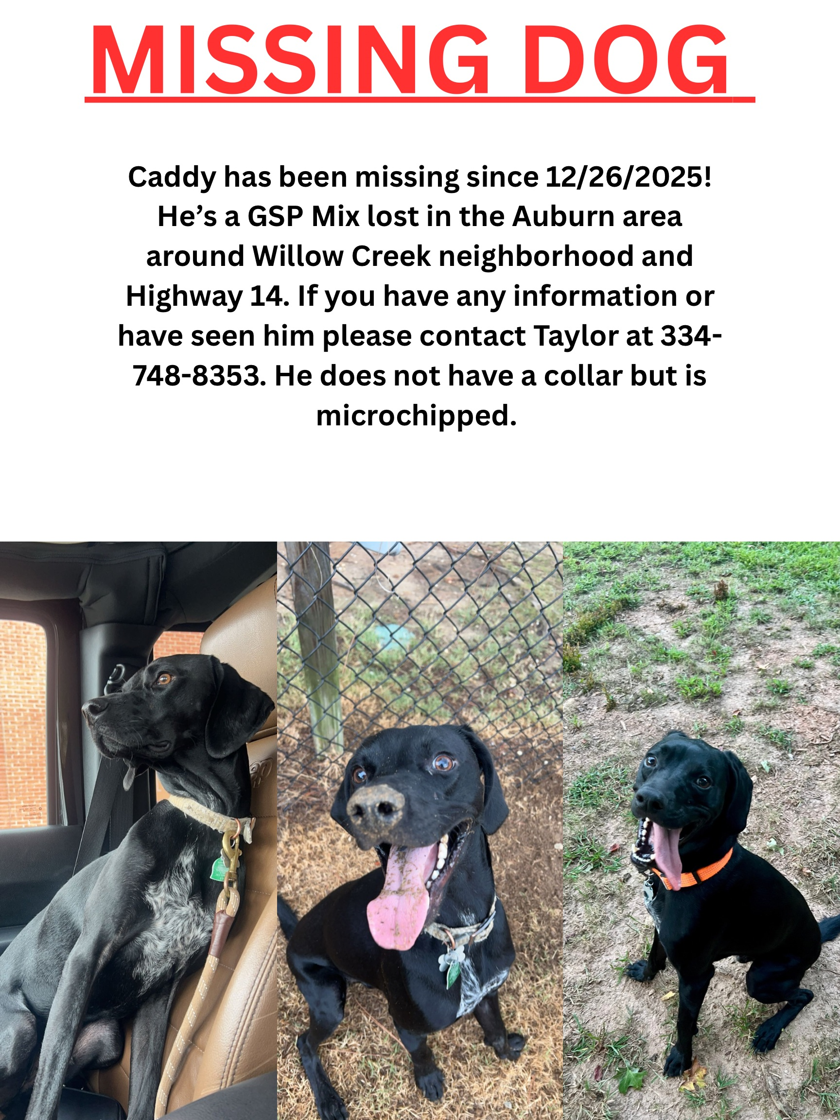 Lost Dog: Black GSP Mix in Auburn