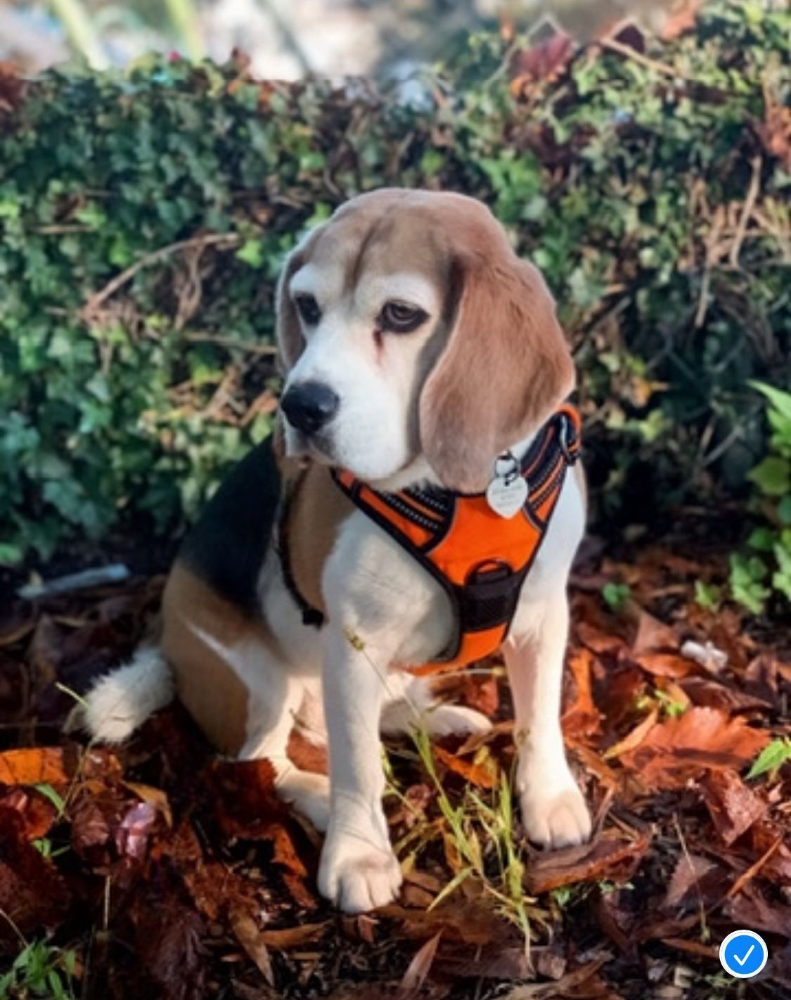 Help Find Lidy: Lost Tricolor Beagle