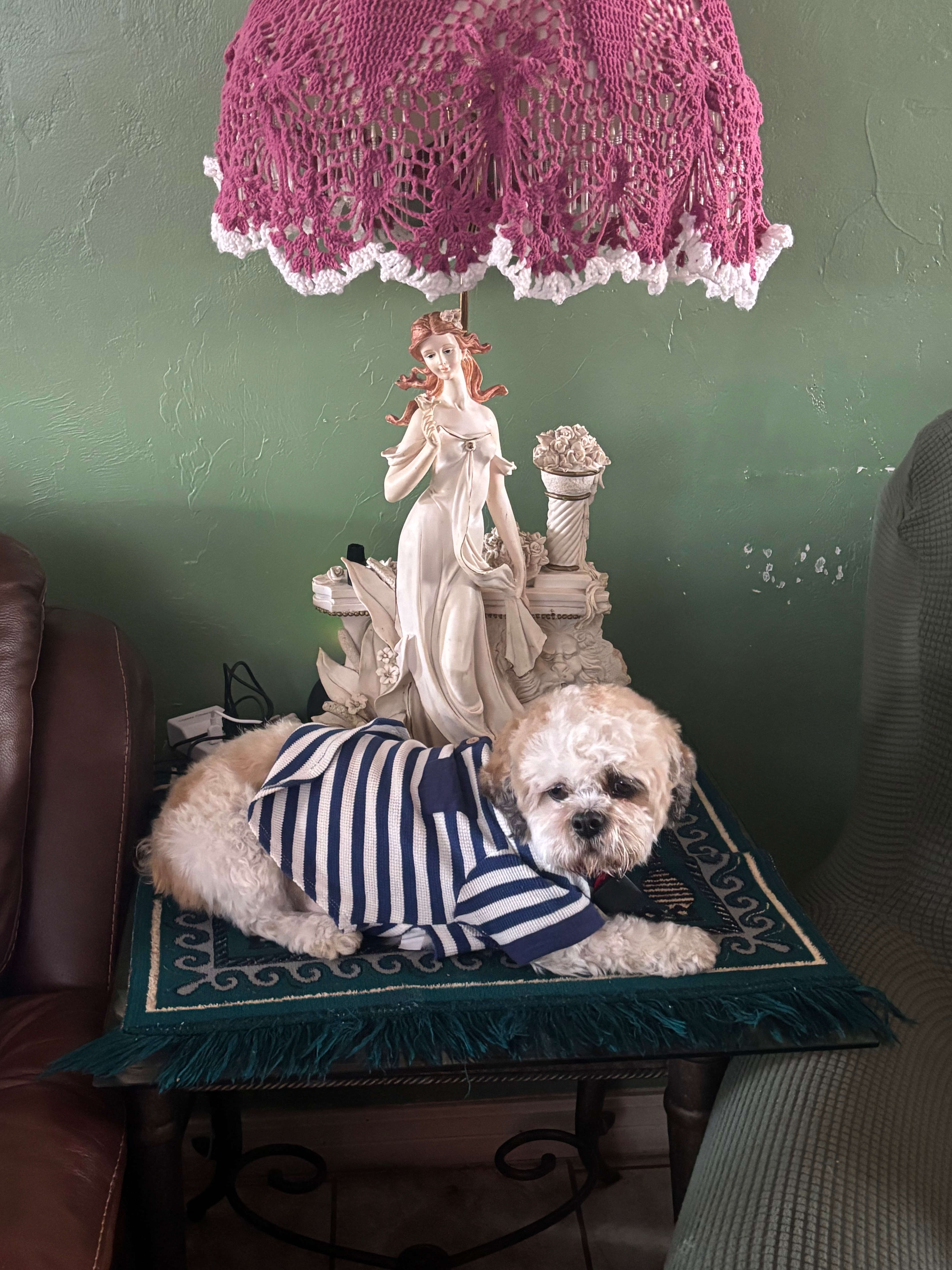 Lost Shih Tzu: SE 31st St, OKC