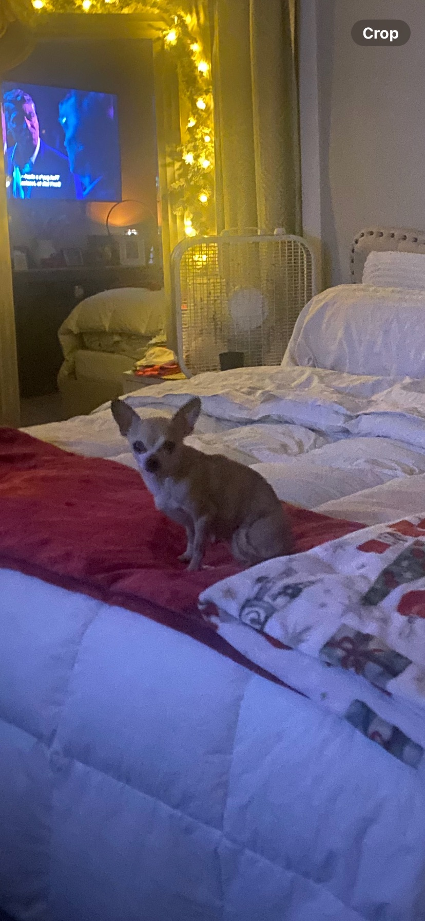 Lost: Tiny Tan Chihuahua in Jeffersonville
