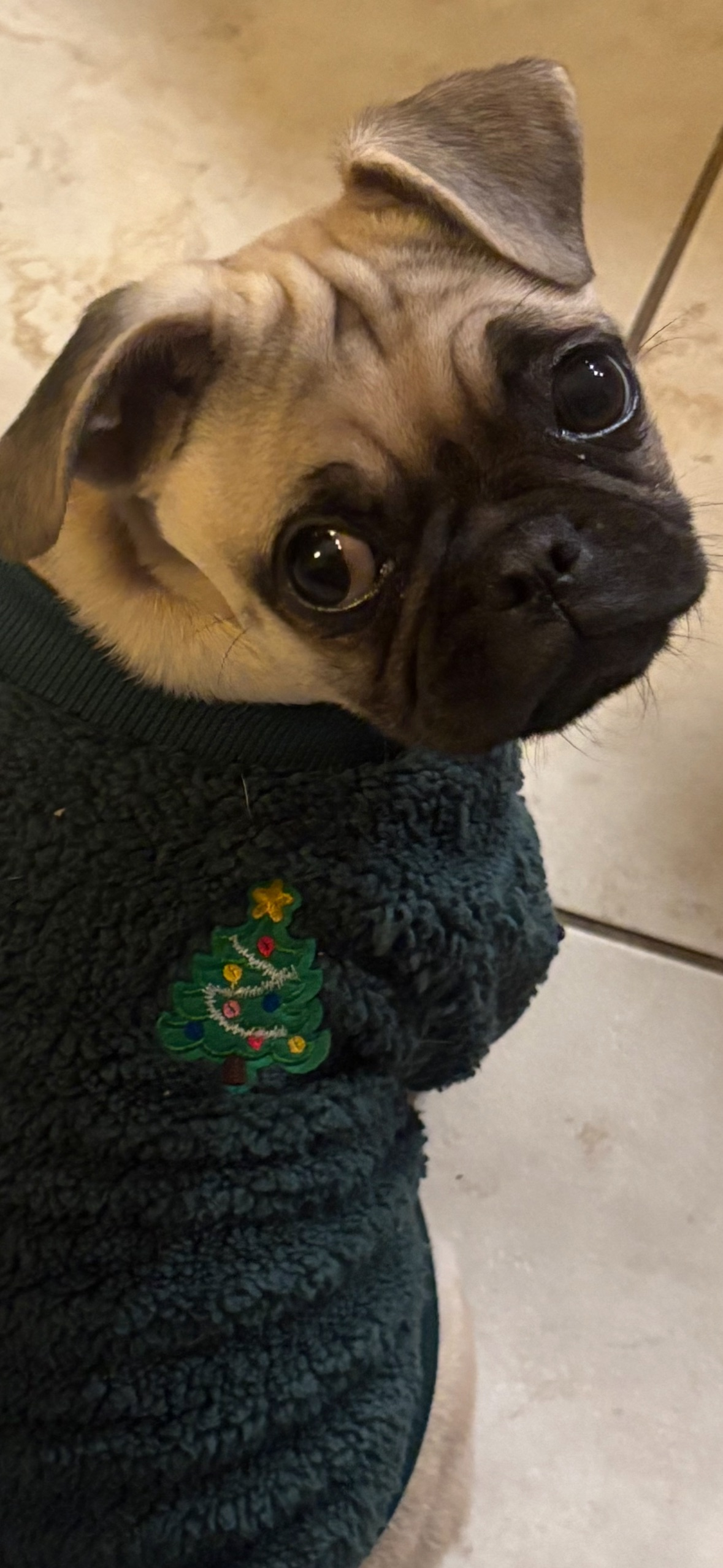 Lost Pug Puppy in Green Sweater - Help!