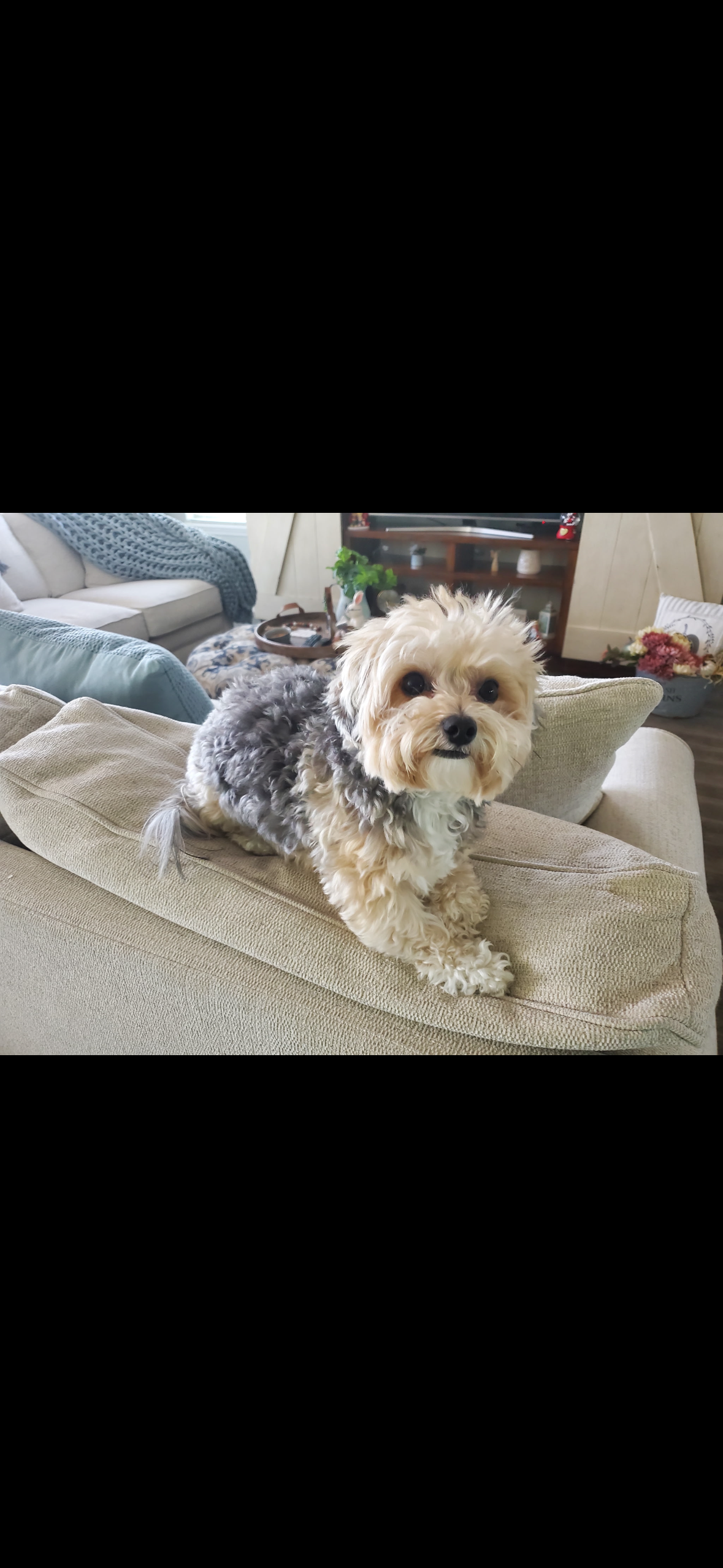 Lost Yorkie Bichon: Bella, Call 931-237-0633