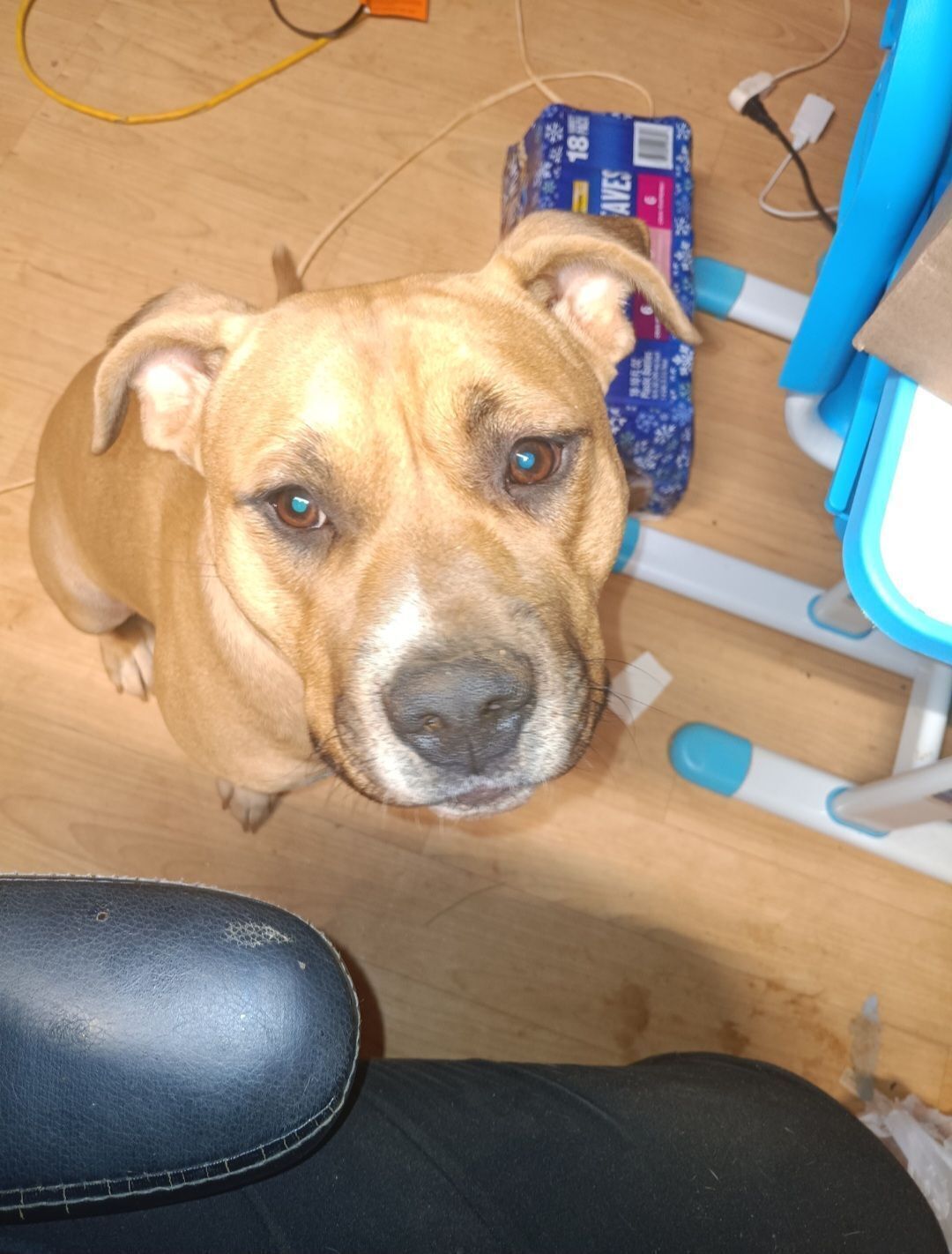 Lost Golden Dog: Dark Red Collar, PK Area