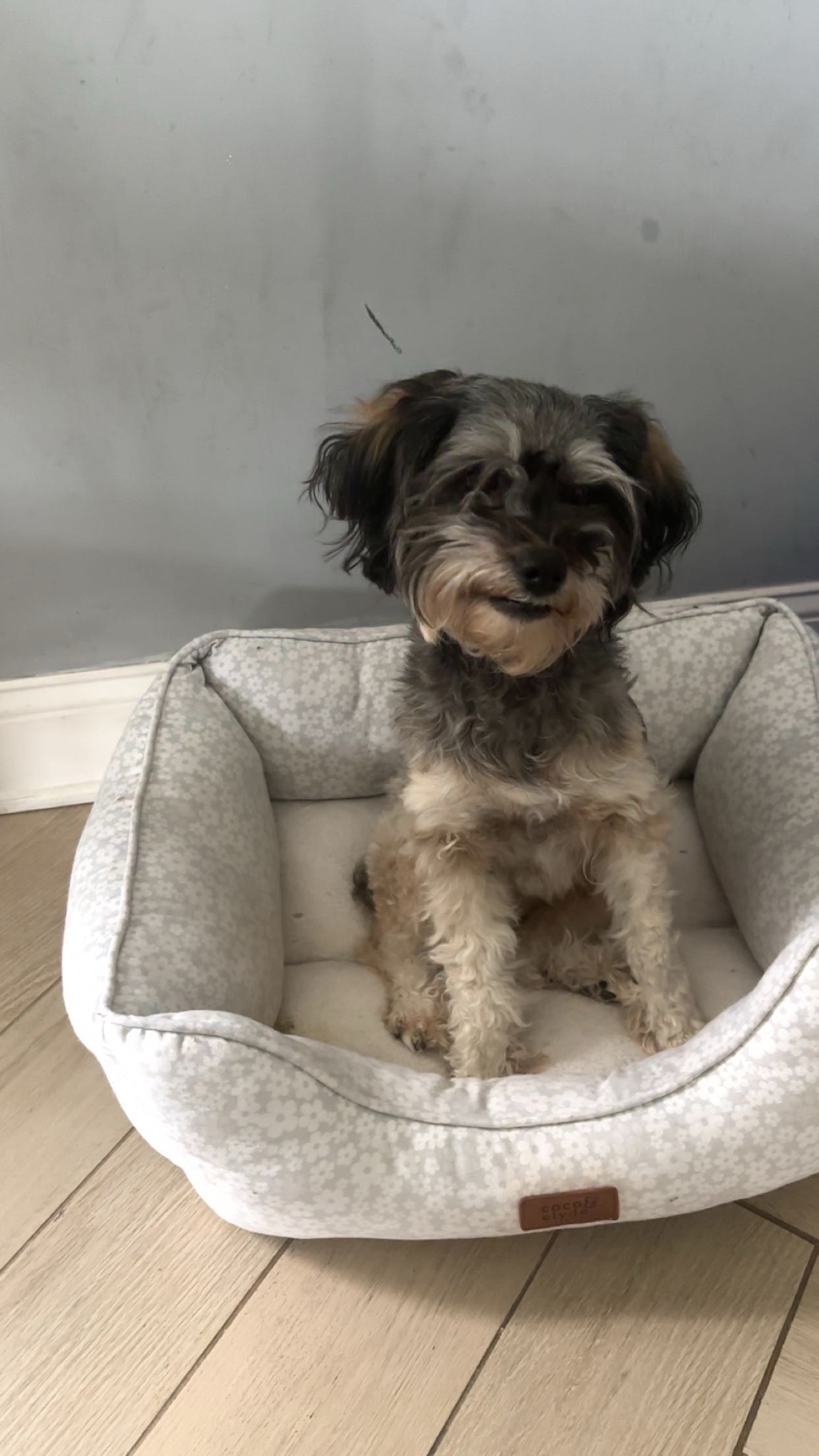 Lost Dog: Black & Tan on Martin Ave