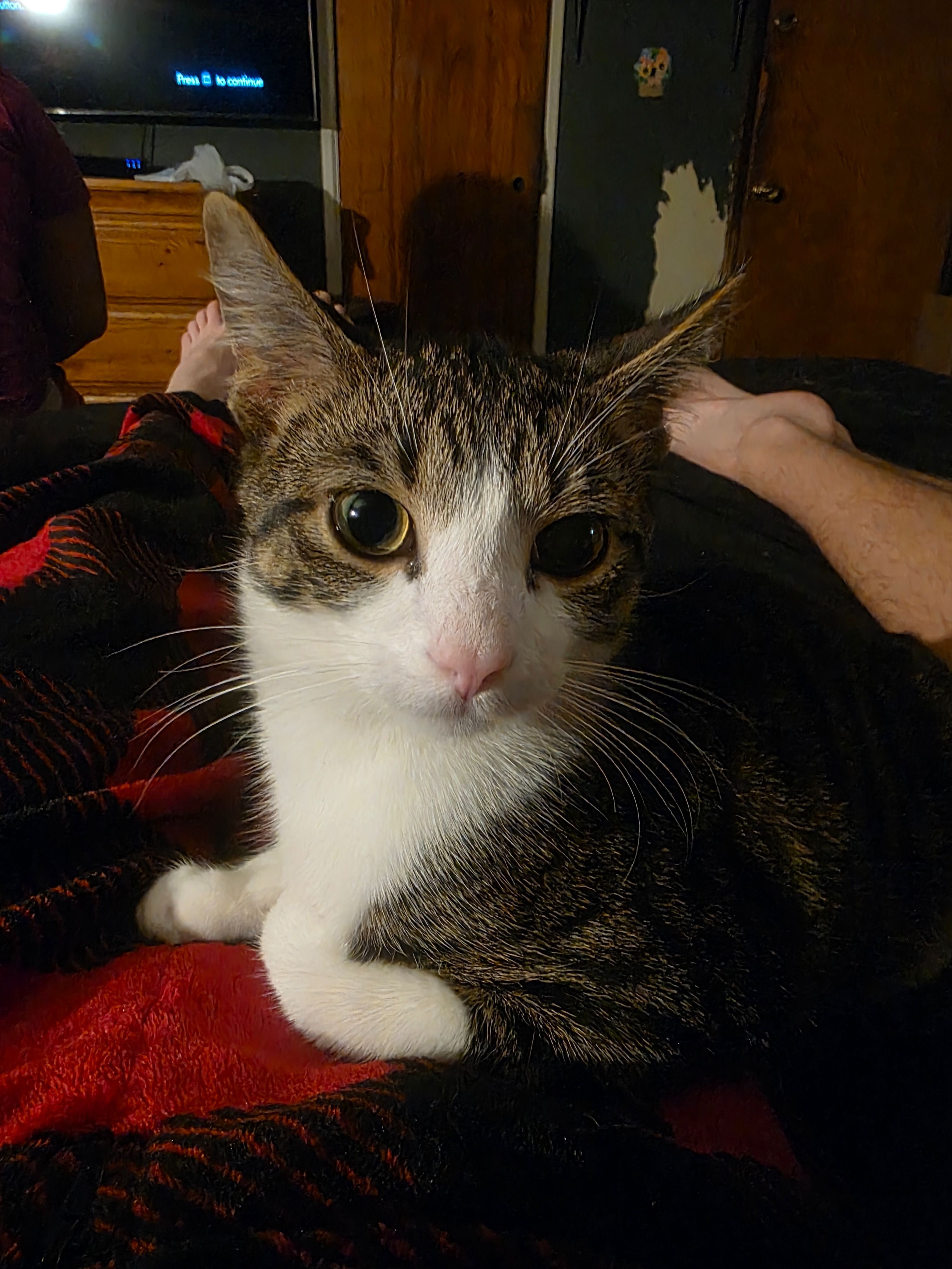 Skittish Lost Cat on East McNeil St.