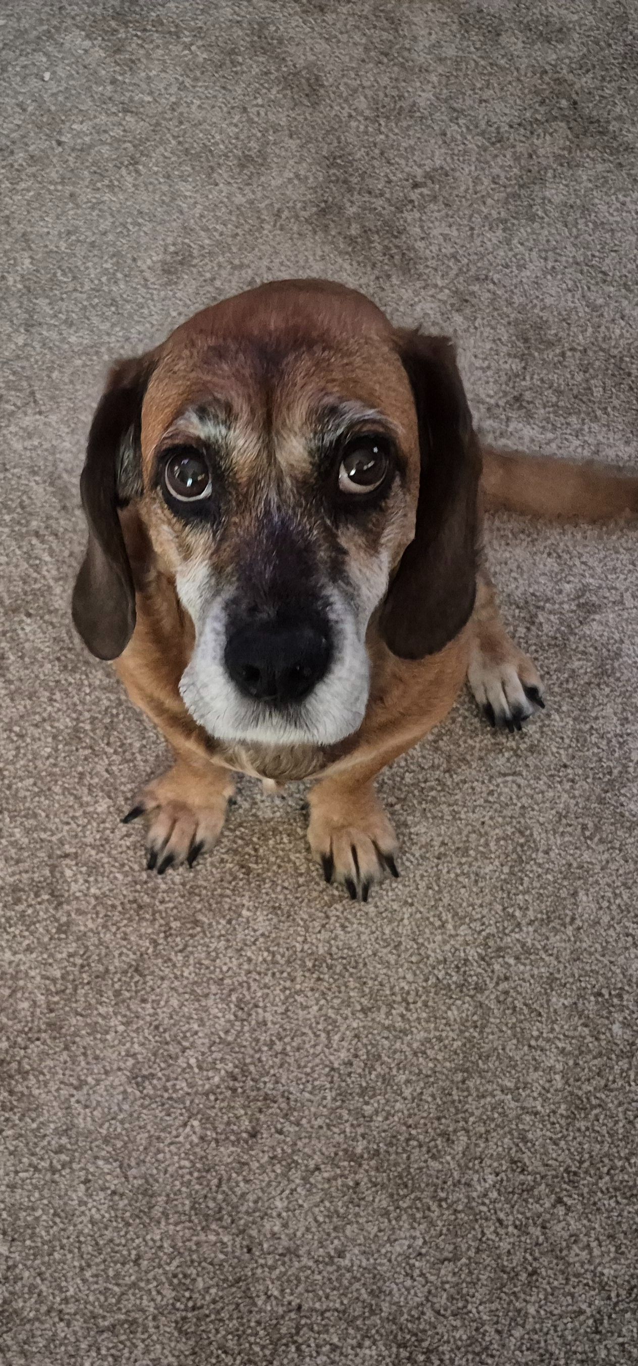 Lost Dog Alert in Hurst, Illinois