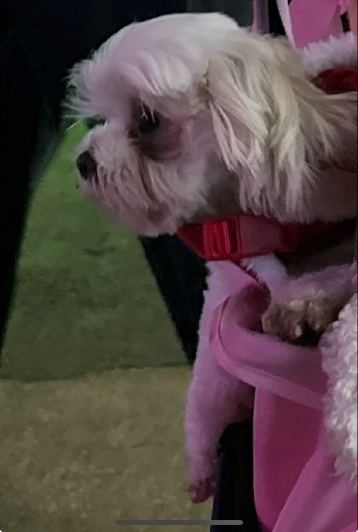 Lost Dog: Female with Unique Markings