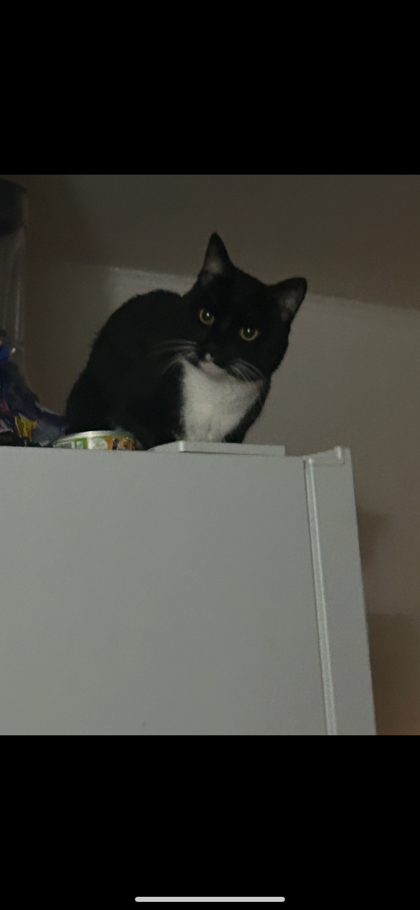 Lost Black & White Cat in Newport, DE