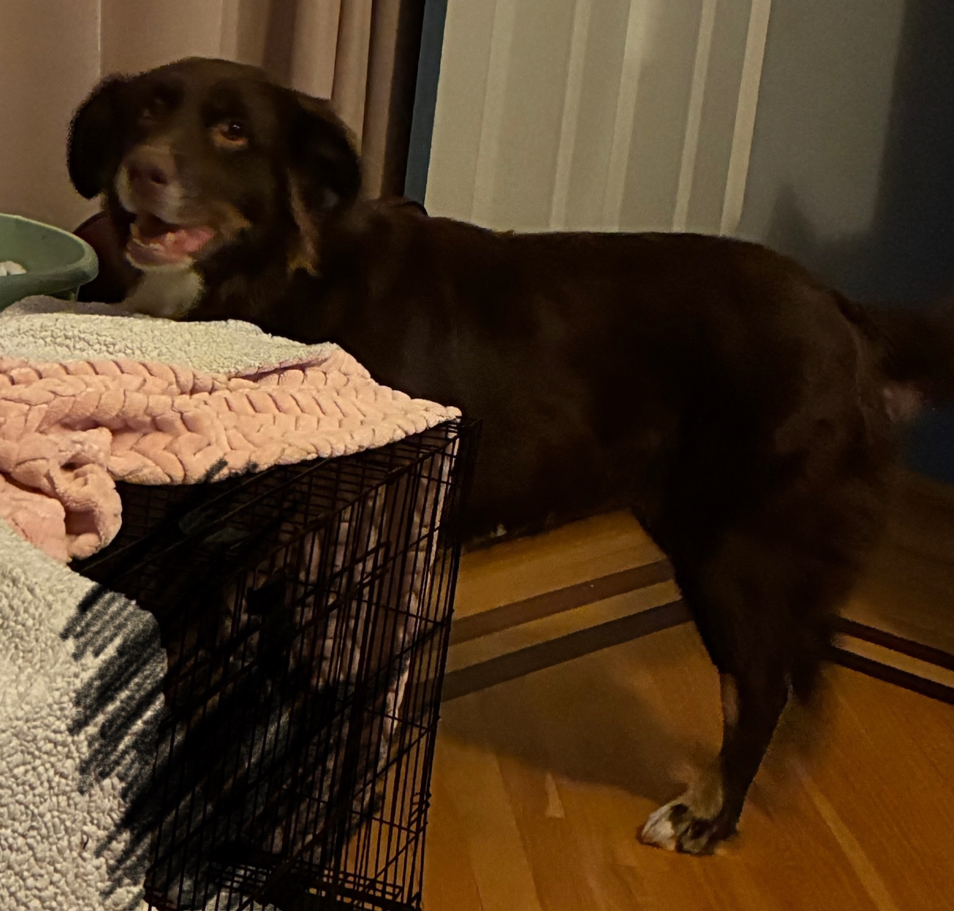 Lost Red Aussie Shepherd on 5th Ave