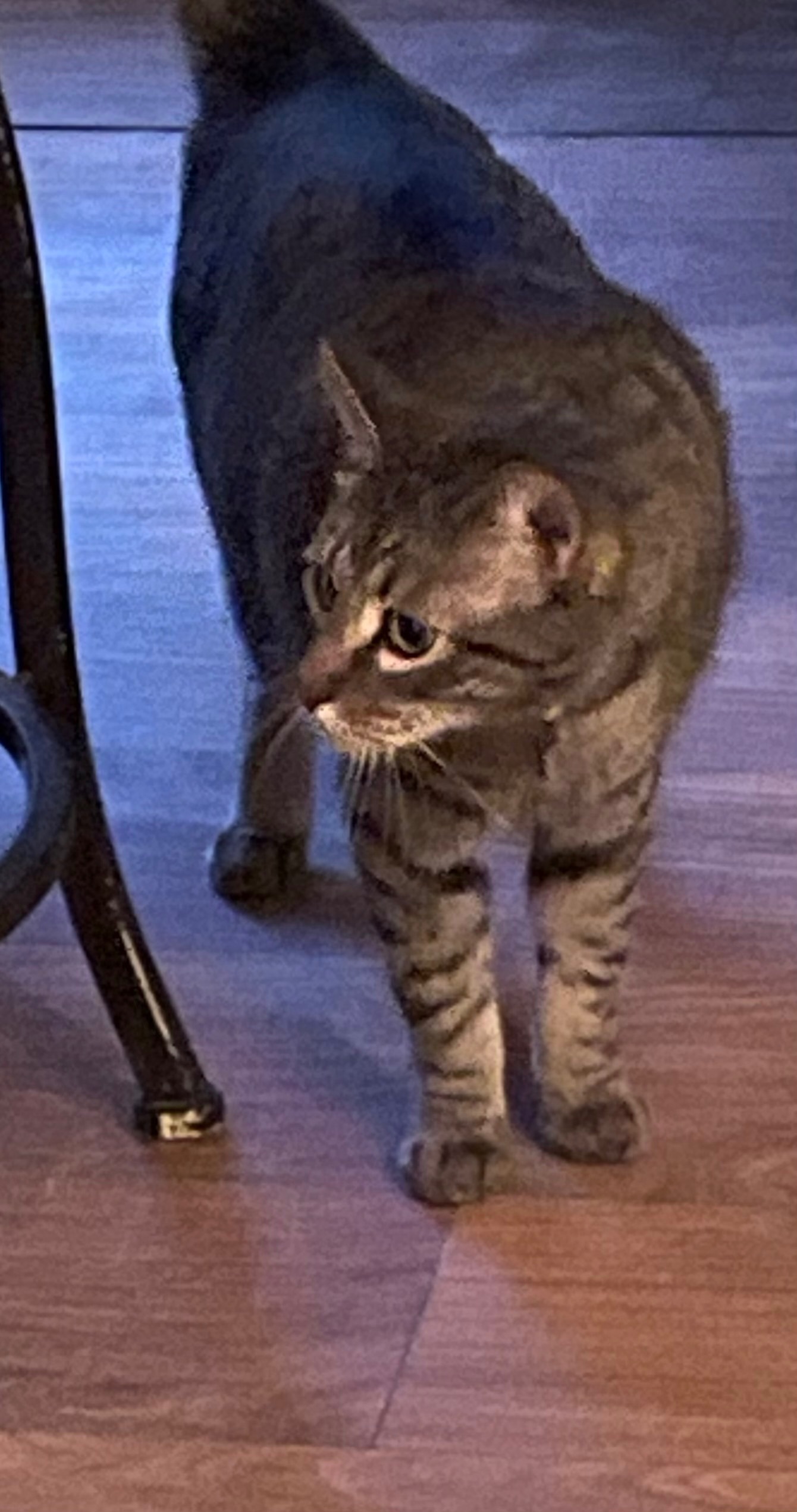 Lost Friendly Cat: Aero, Gray with Green Eyes