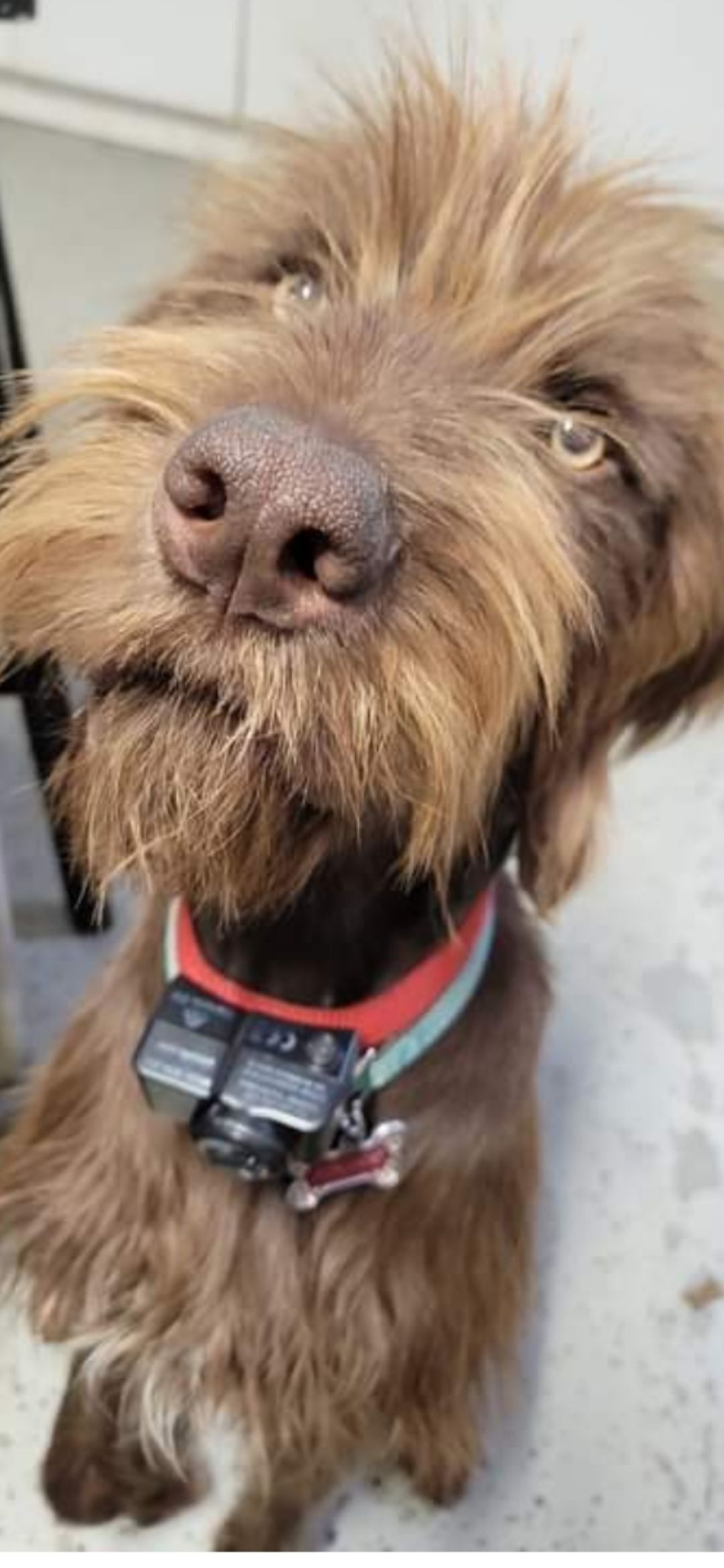 Lost Dogs Jerzee & Dozer: 89th St NE