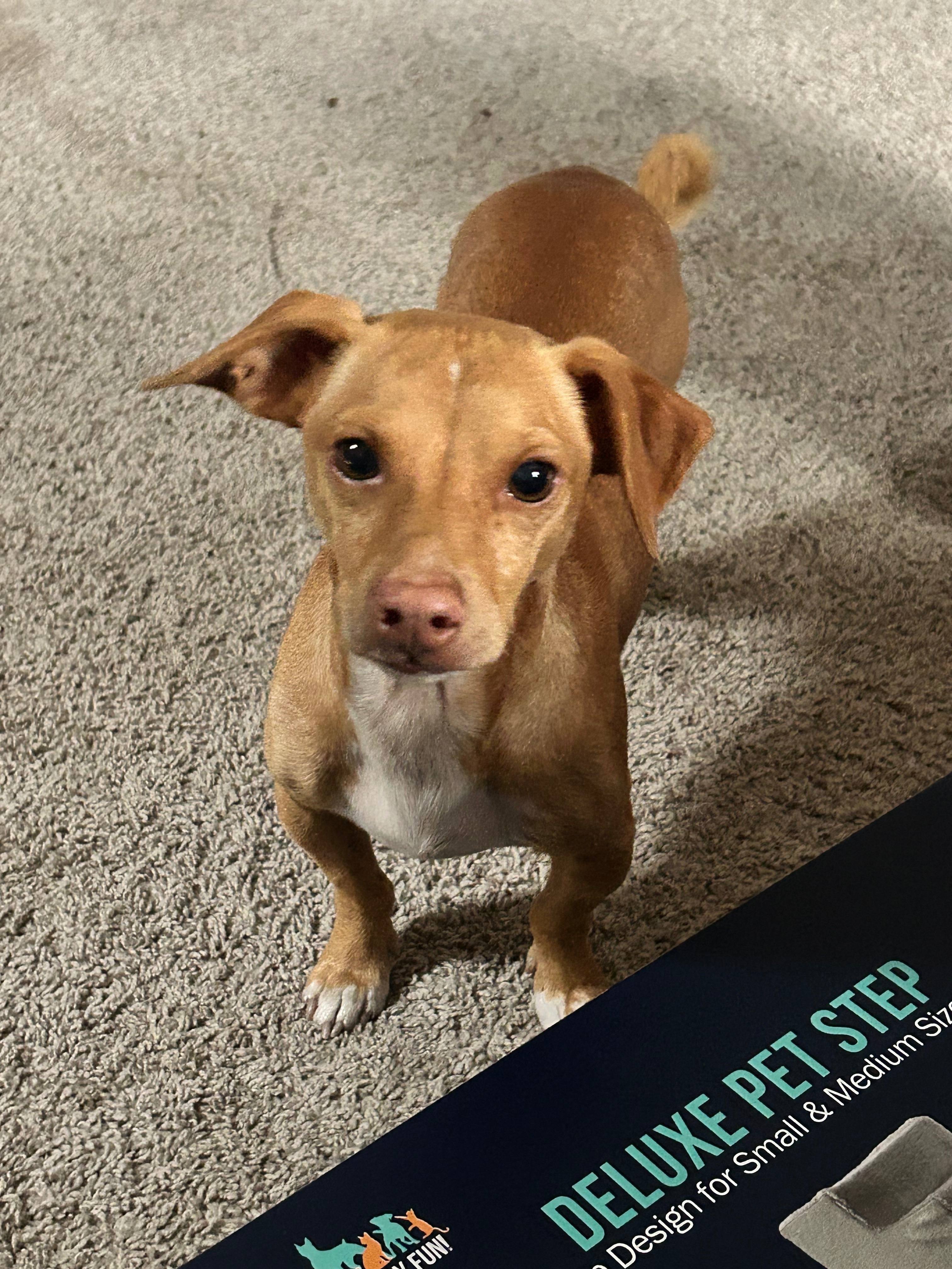 Lost Dog: Light Brown, White Spots - SA