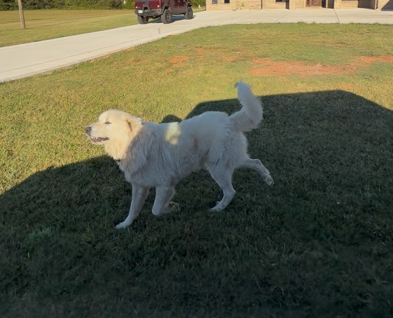 Lost dog, McConnells