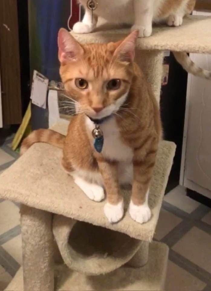 Lost Orange Tabby: Help Find Our Cat!