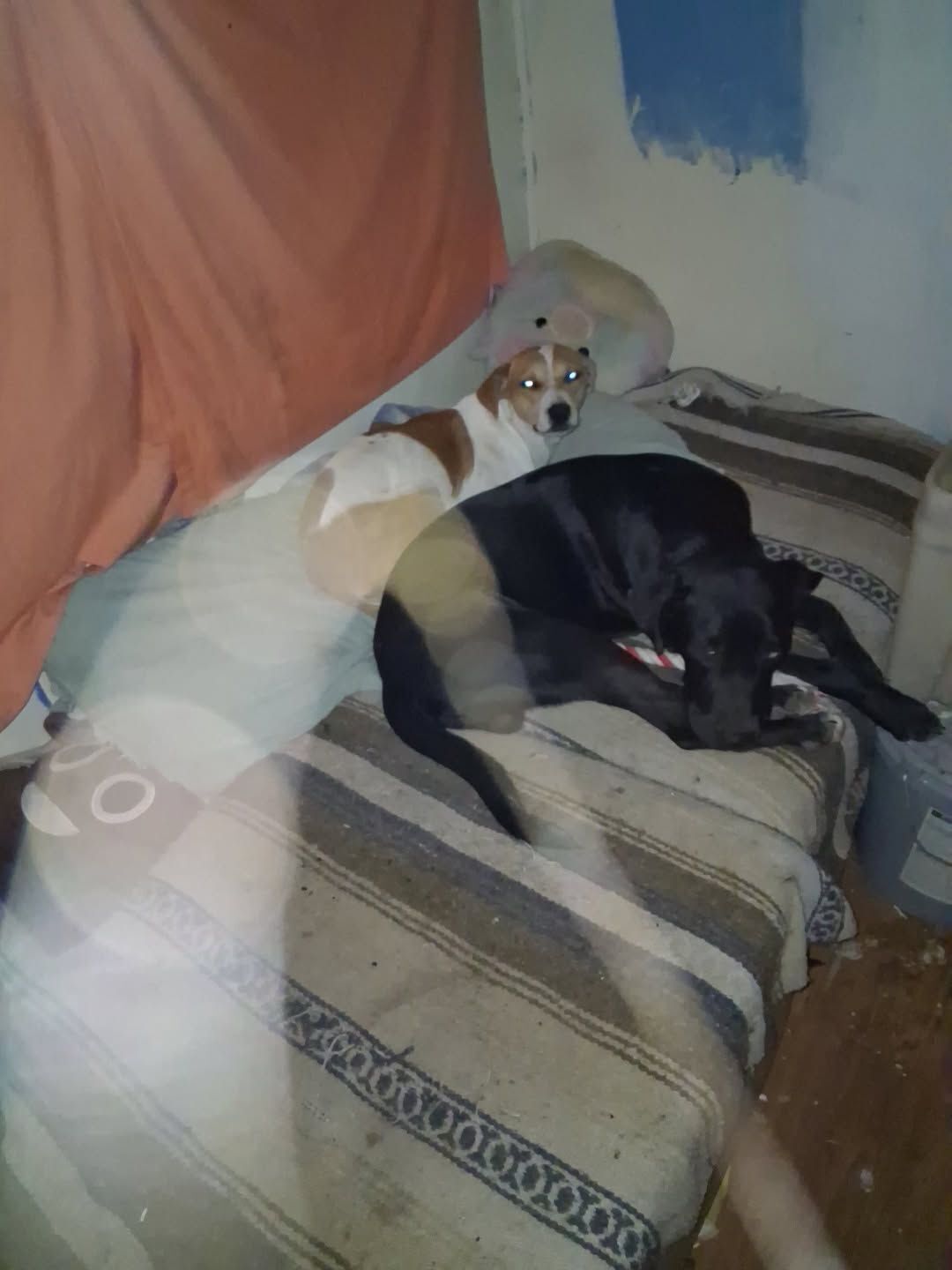 Lost Dog: Black with Blue Left Eye