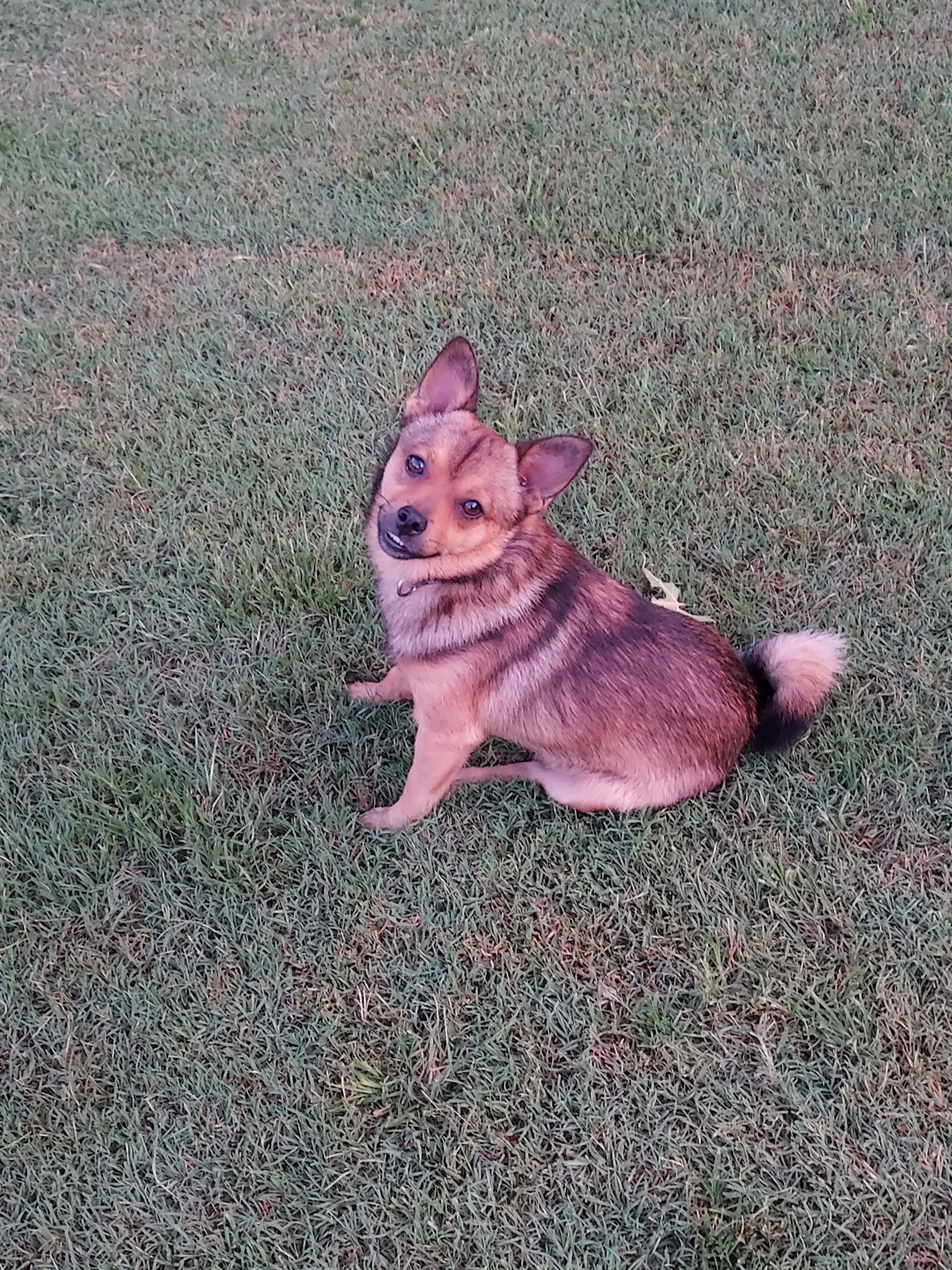 Lost Dog on Oakview Rd: Purple Harness