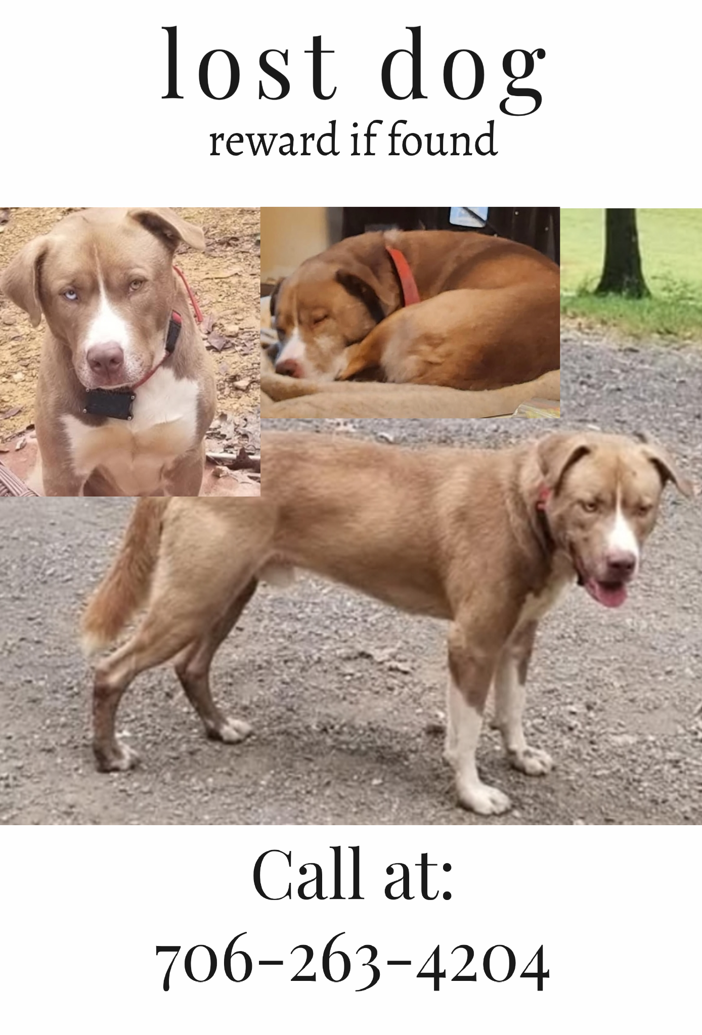 Lost Dog: Unique Eyes & Snout Scars