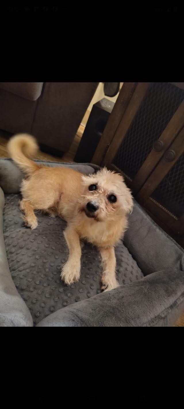 Lost Elderly Terrier: Blind & Friendly