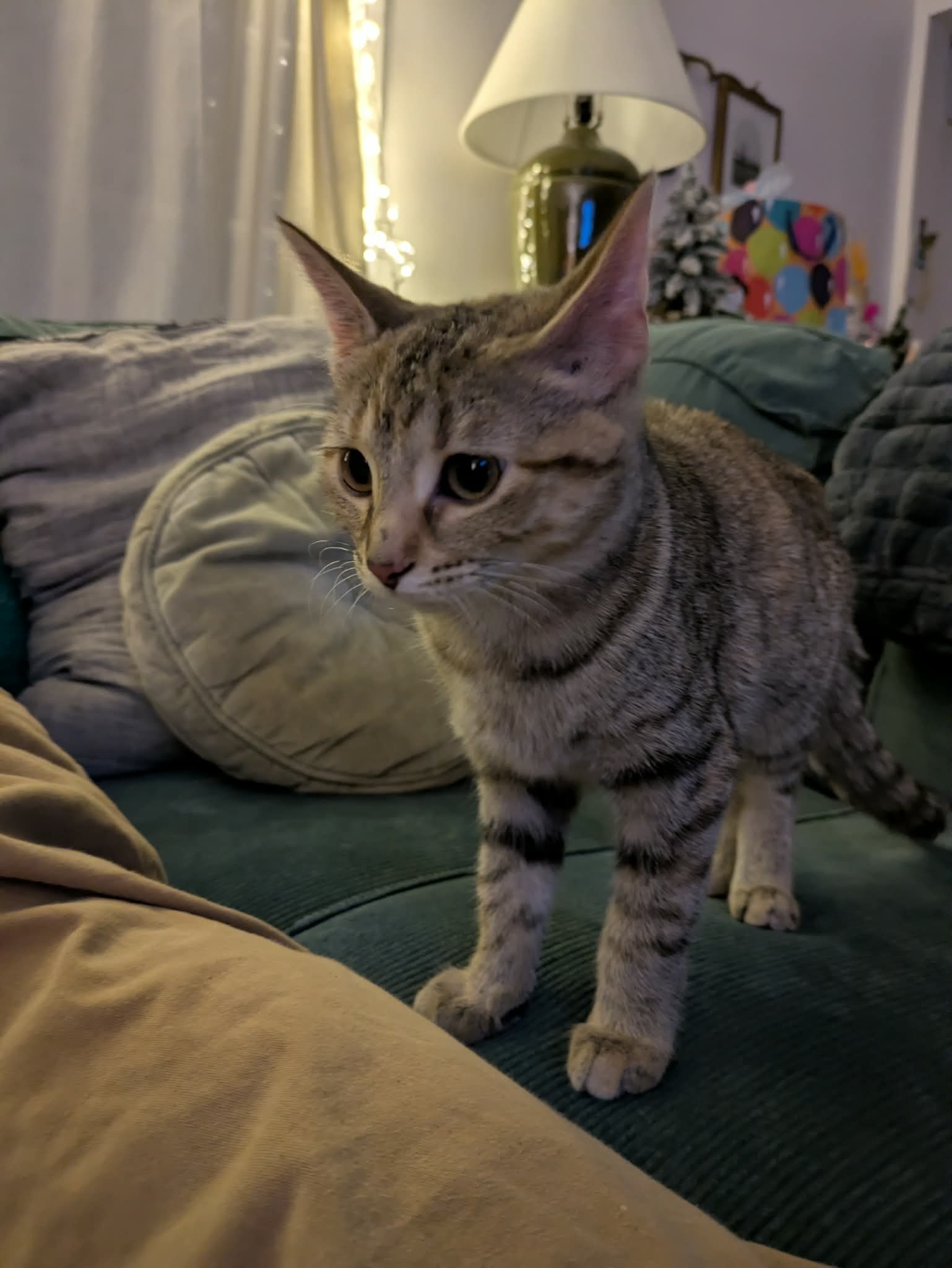 Lost Striped Cat: Blue Collar & Bell