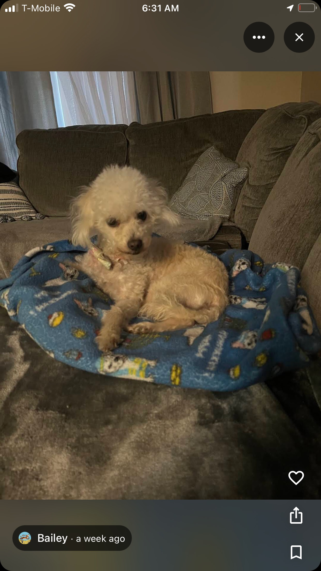Lost White Mini Maltese Poodle - LA