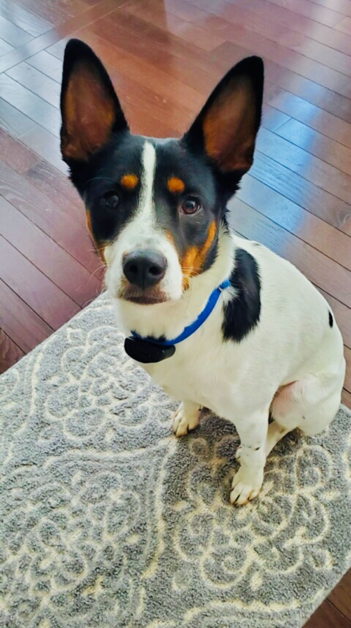 Lost Dog: Tri-Color Terrier/Collie Mix