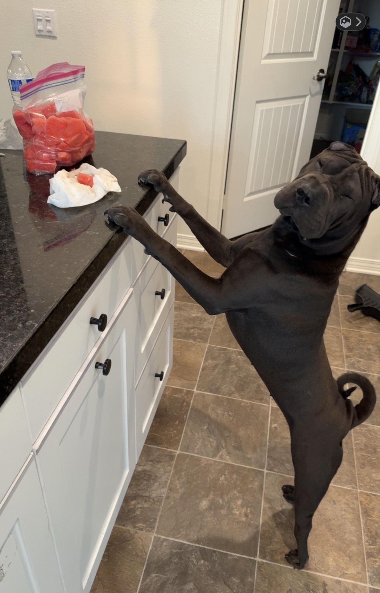 Lost Dog: Lucy Missing in Menifee